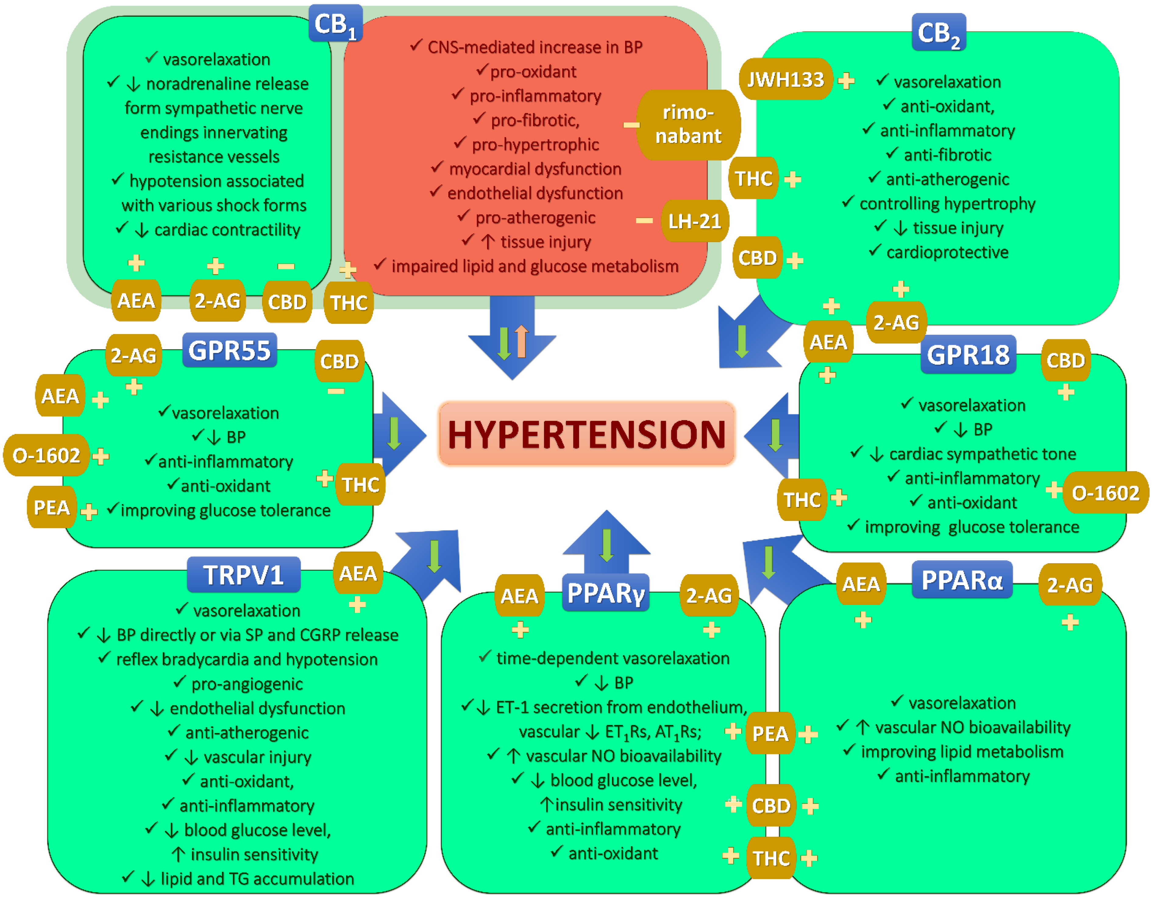 Heeba Patel Sex Videos - Pharmaceuticals | Free Full-Text | Why Multitarget Vasodilatory  (Endo)cannabinoids Are Not Effective as Antihypertensive Compounds after  Chronic Administration: Comparison of Their Effects on Systemic and  Pulmonary Hypertension