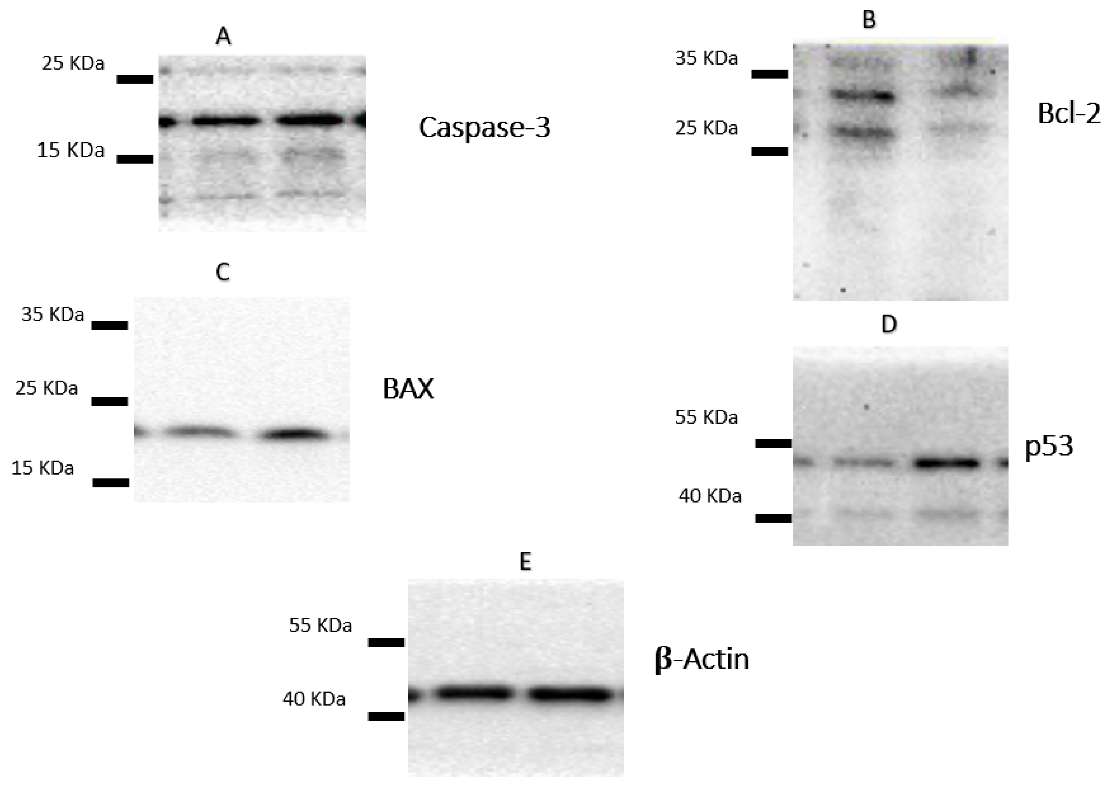 Pharmaceuticals 15 01132 g004