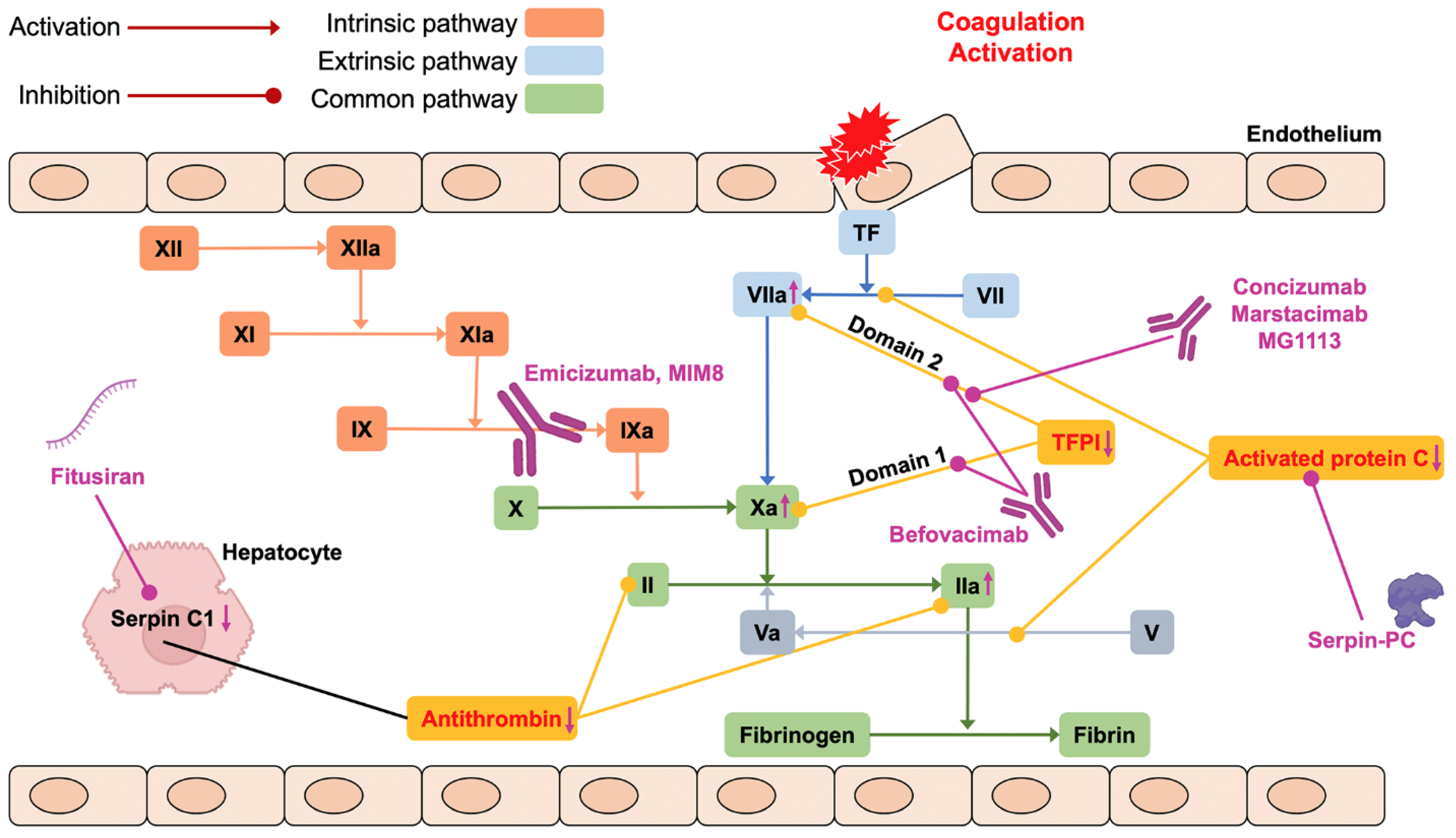 Thrombin generation and implications for hemophilia therapies: A