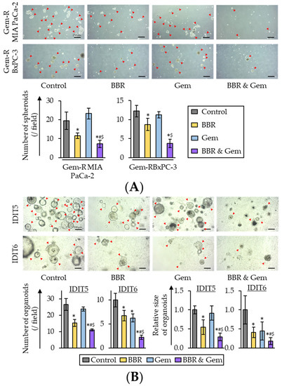 Berberine Overcomes Gemcitabine-Associated Chemoresistance through ...