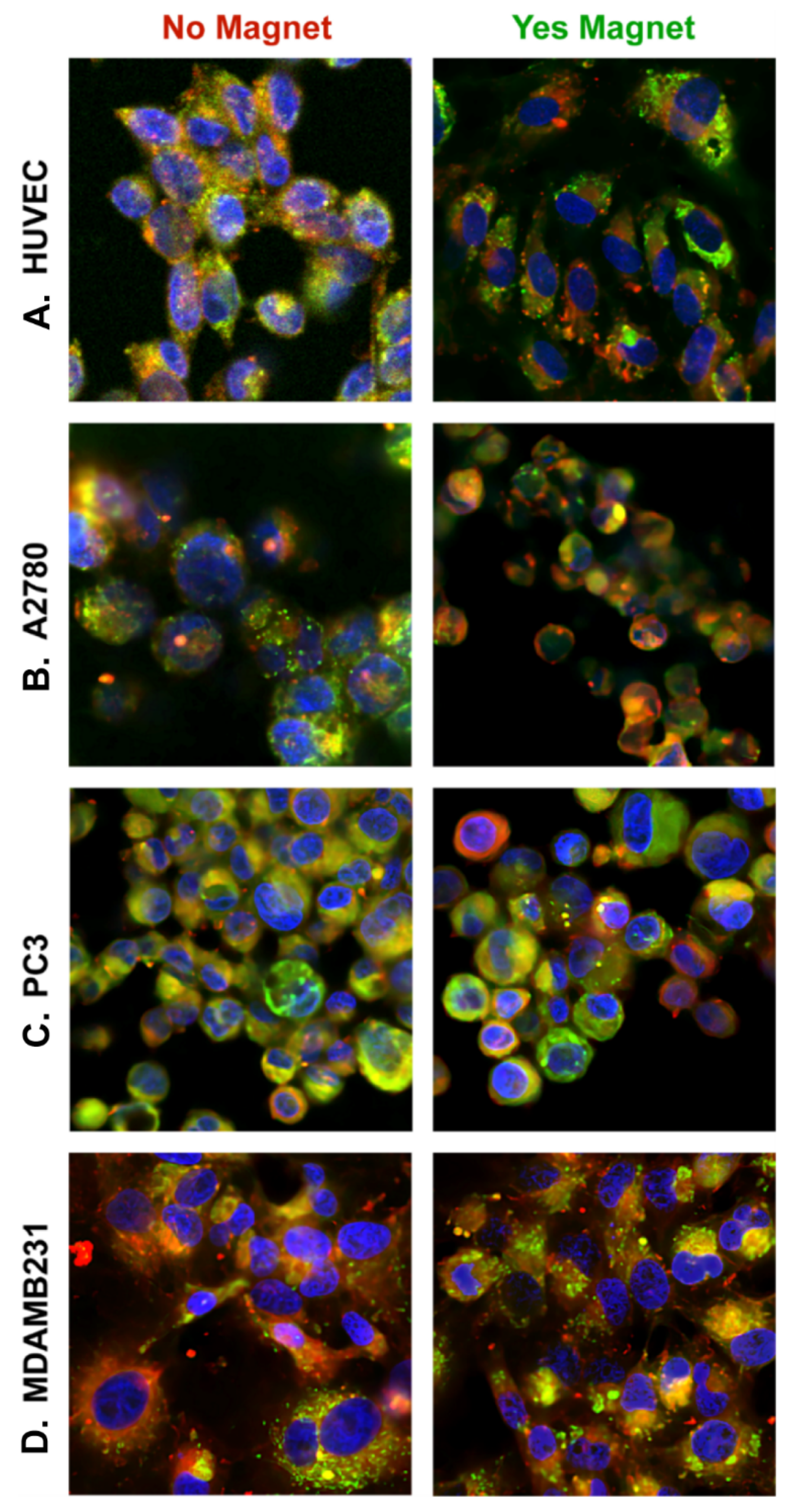 Pharmaceuticals 15 01216 g007