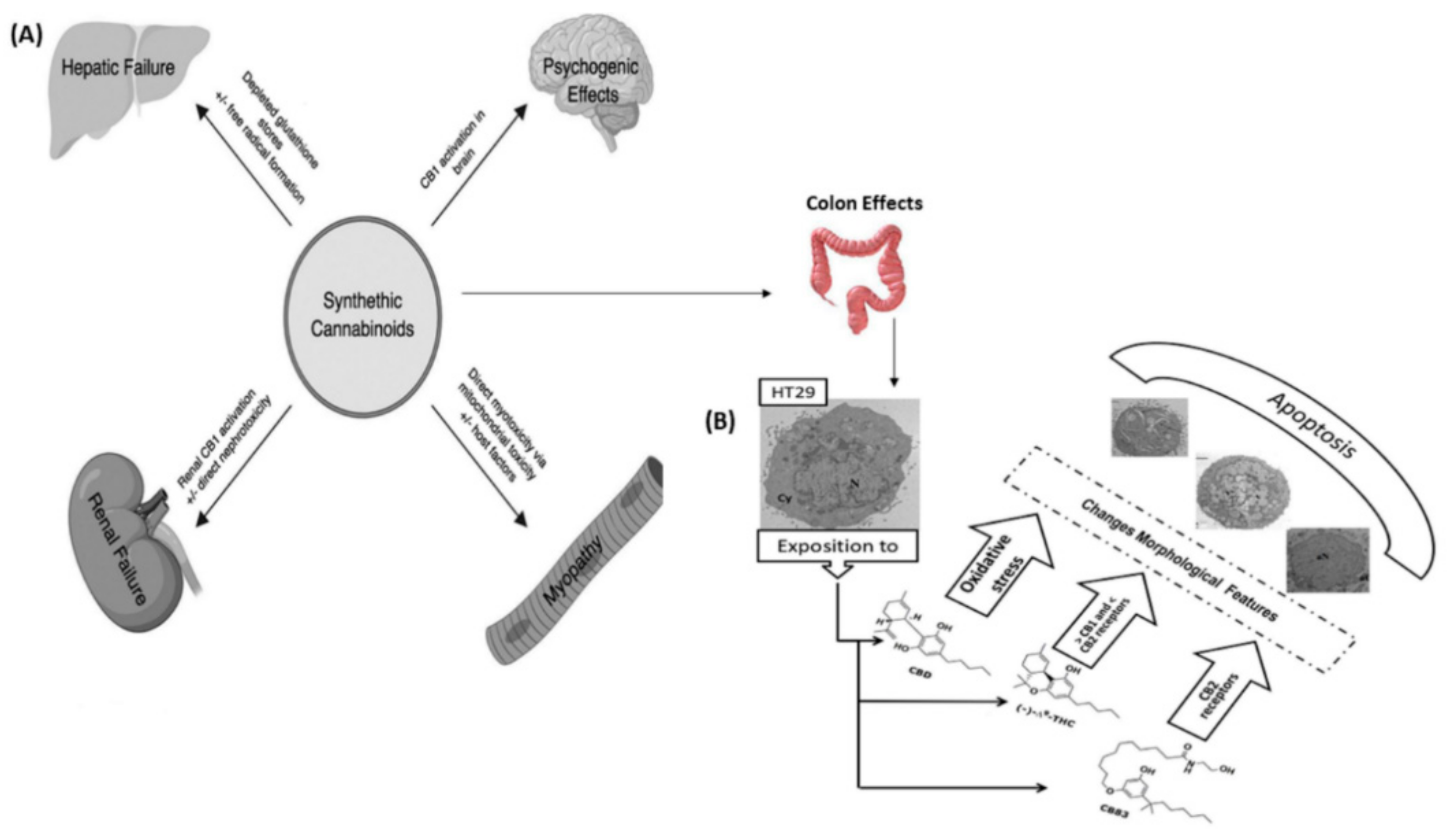 Pharmaceuticals 15 01228 g004 Pharmaceuticals 15 01228 g004