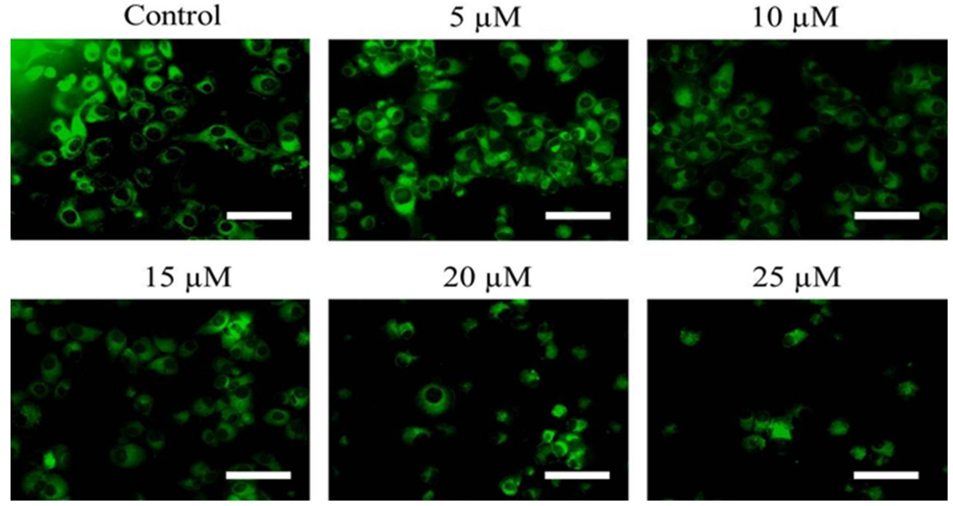 Pharmaceuticals 15 01229 g003