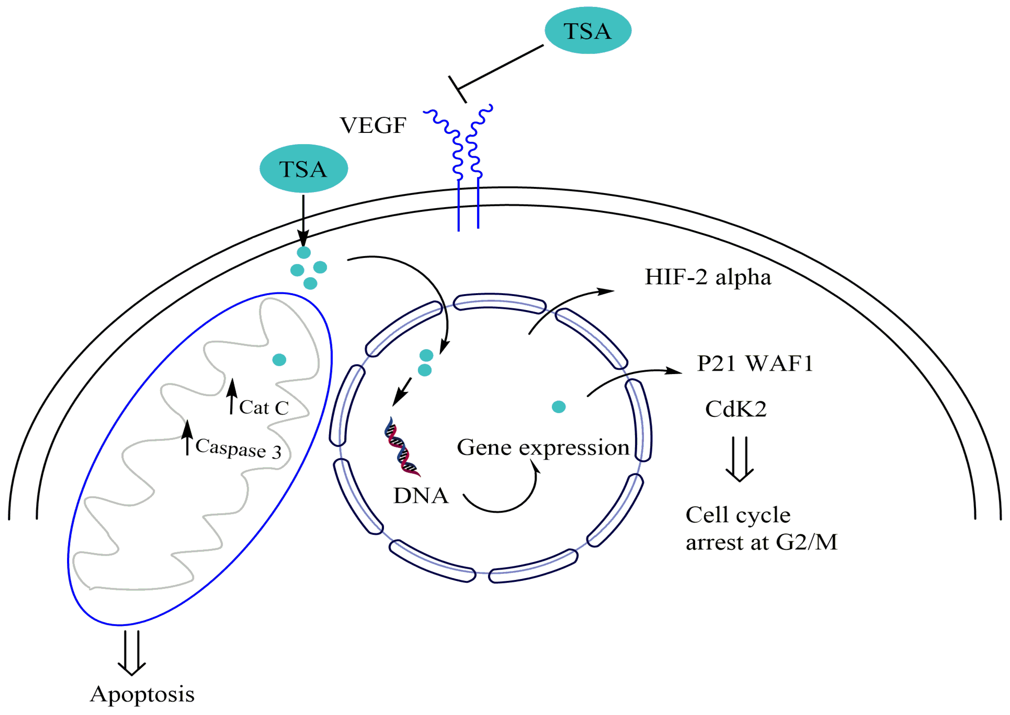 Sodium valproate and 5-aza-2′-deoxycytidine differentially modulate DNA  demethylation in G1 phase-arrested and proliferative HeLa cells