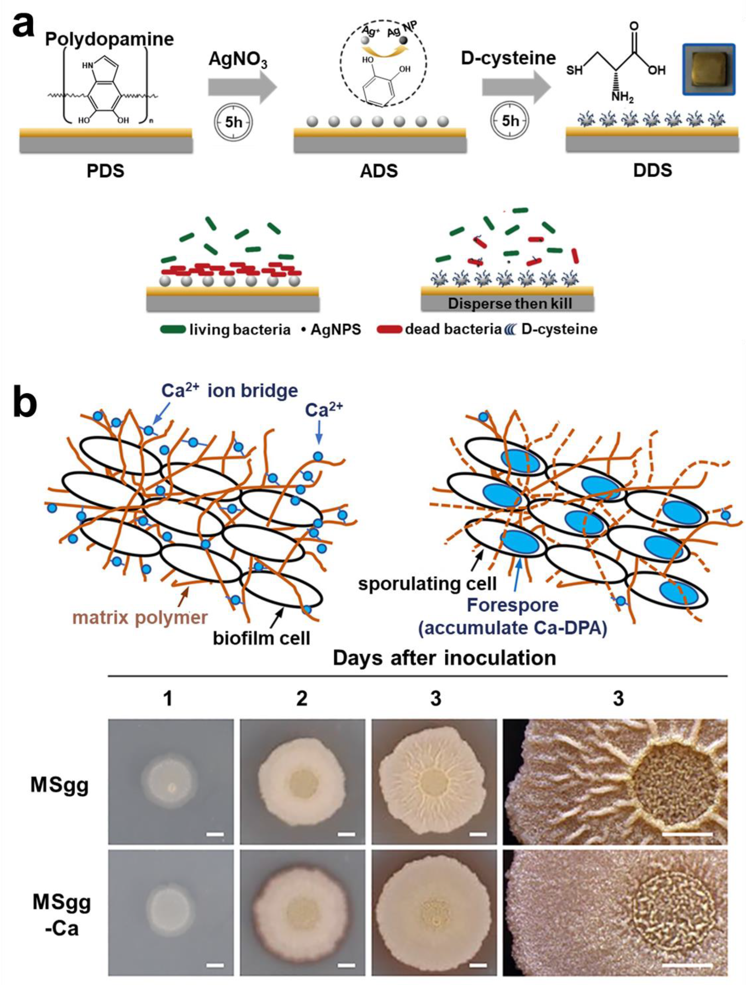Pharmaceuticals 15 01253 g013 Pharmaceuticals 15 01253 g013