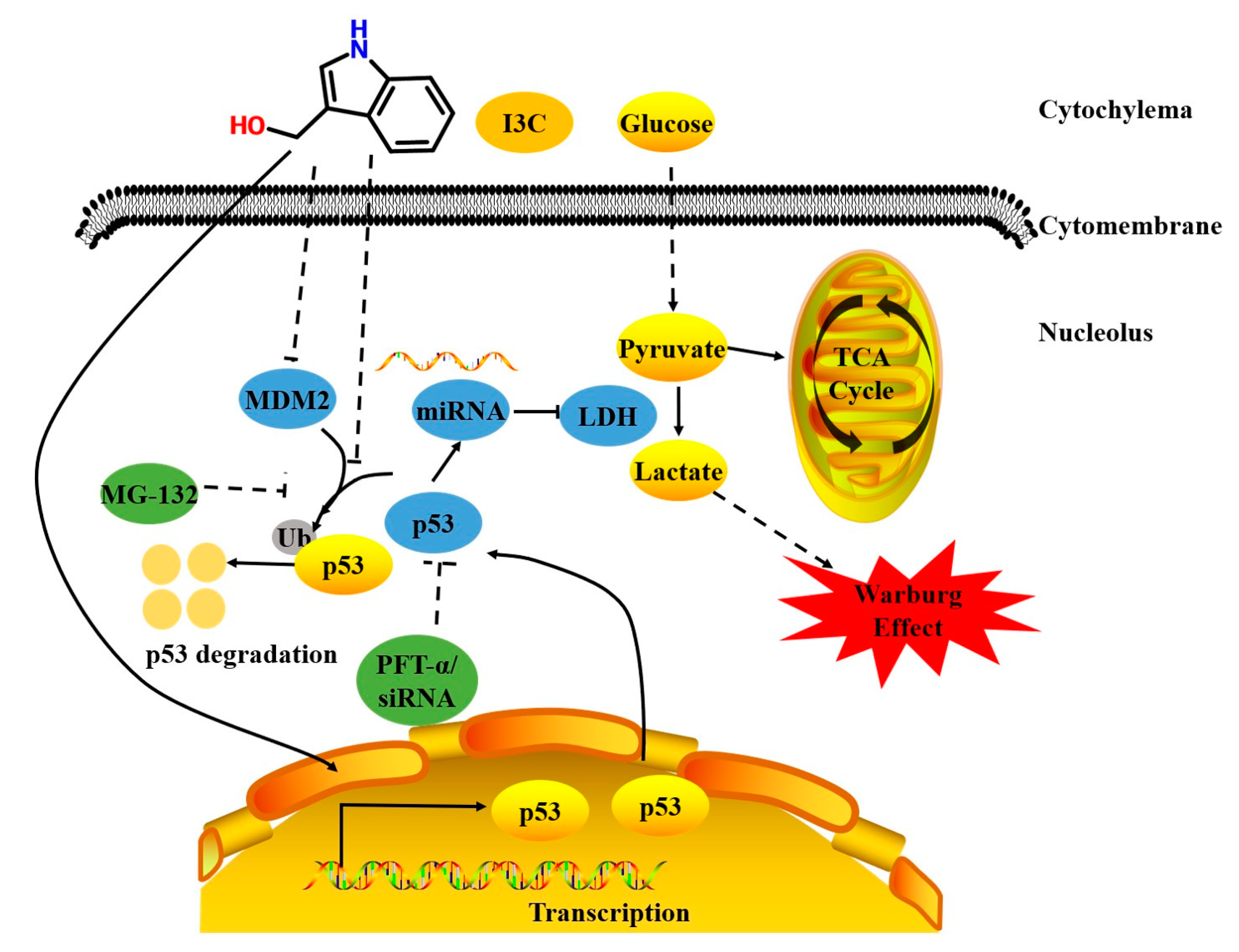 Pharmaceuticals 15 01257 g008