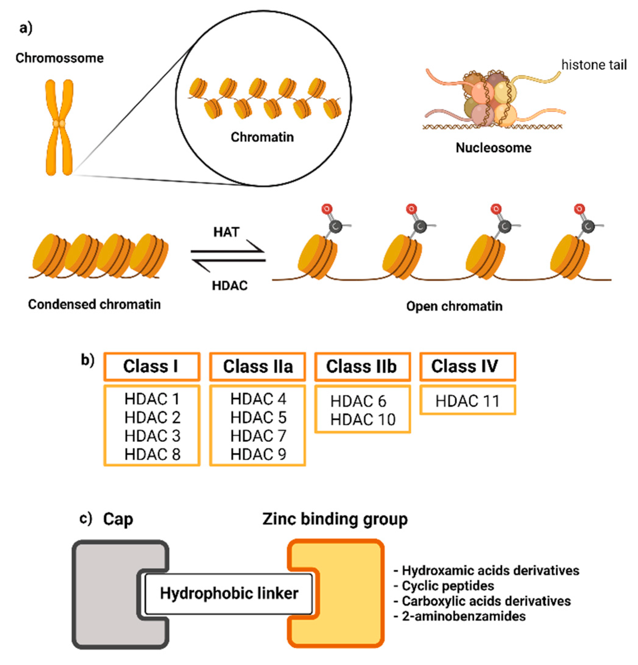 Novel Sustainable-by-Design HDAC Inhibitors for the Treatment of  Alzheimer's Disease