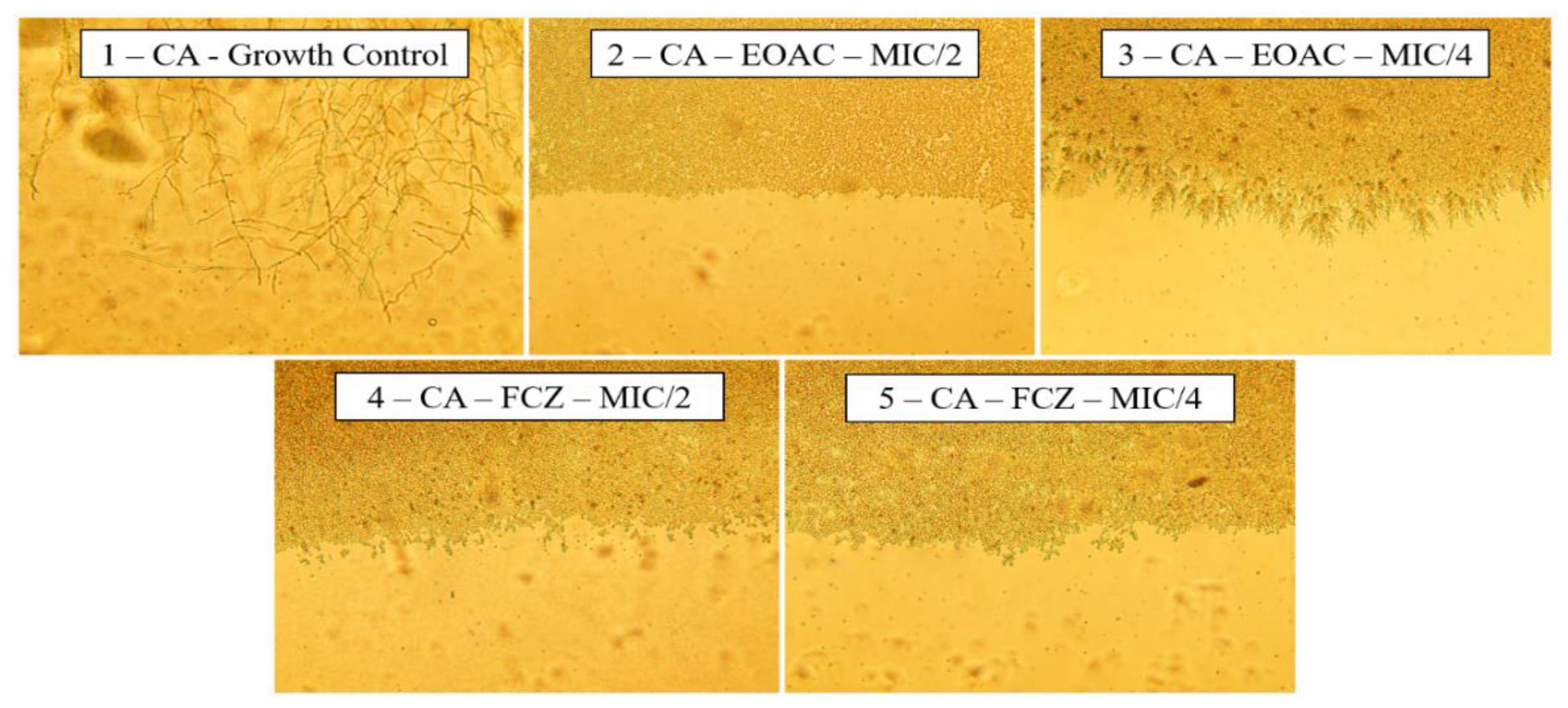 Pharmaceuticals 15 01275 g004