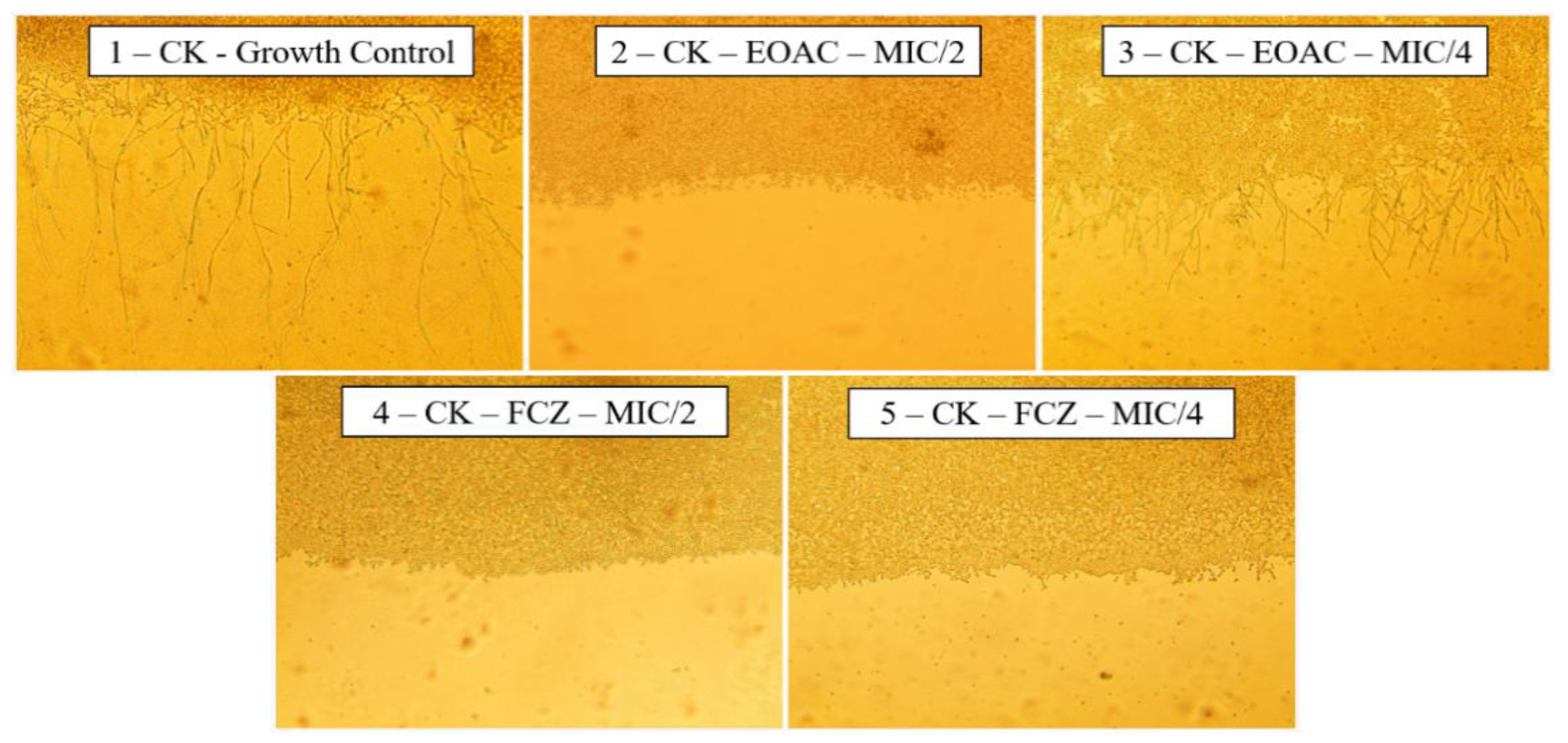 Pharmaceuticals 15 01275 g005
