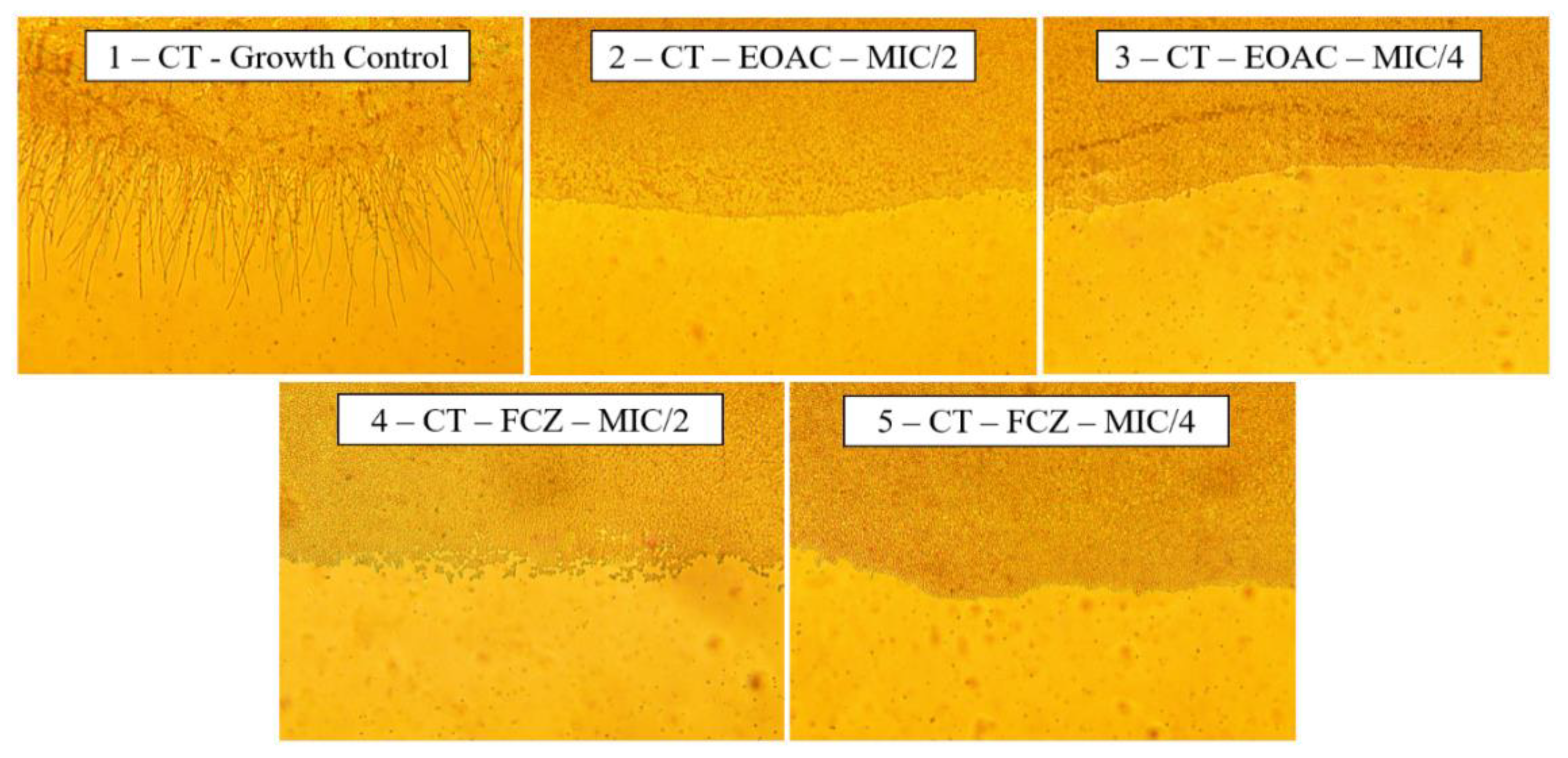 Pharmaceuticals 15 01275 g006