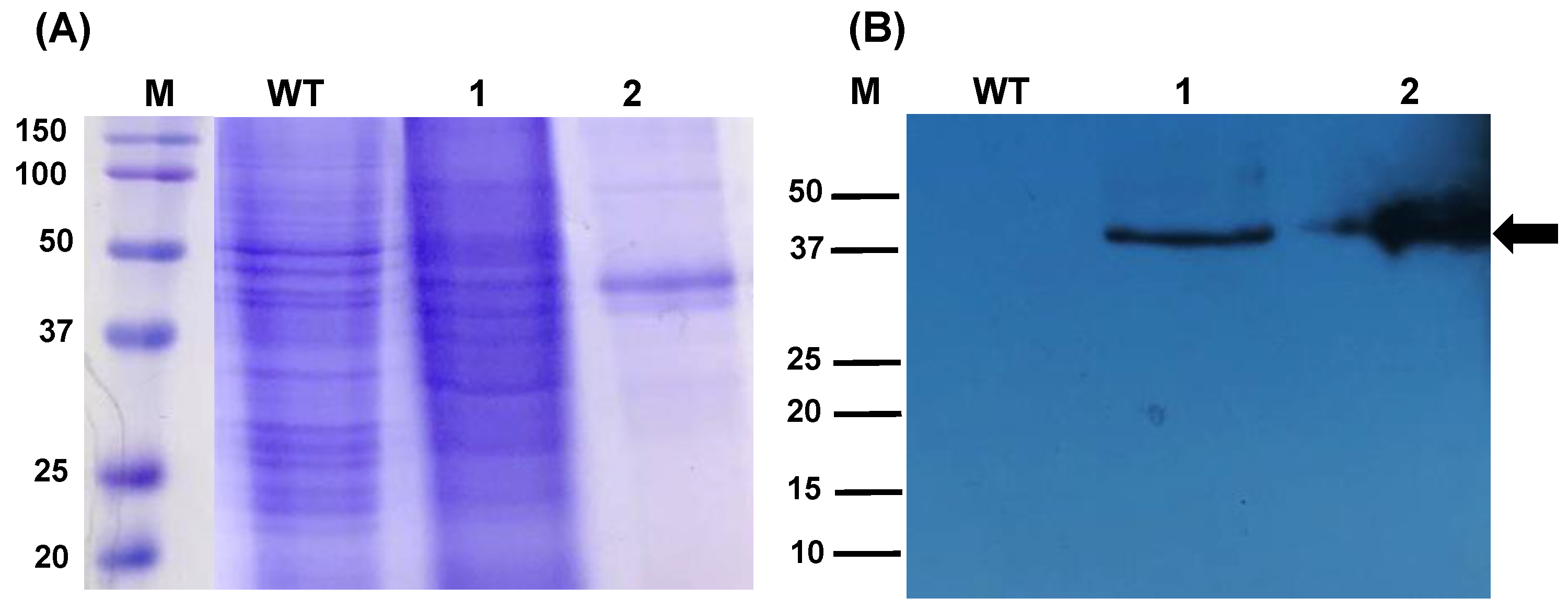 Pharmaceuticals 15 01298 g001 Pharmaceuticals 15 01298 g001