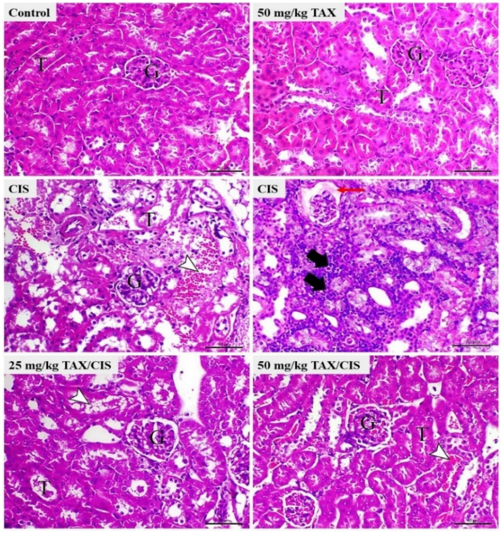 Pharmaceuticals 15 01310 g002