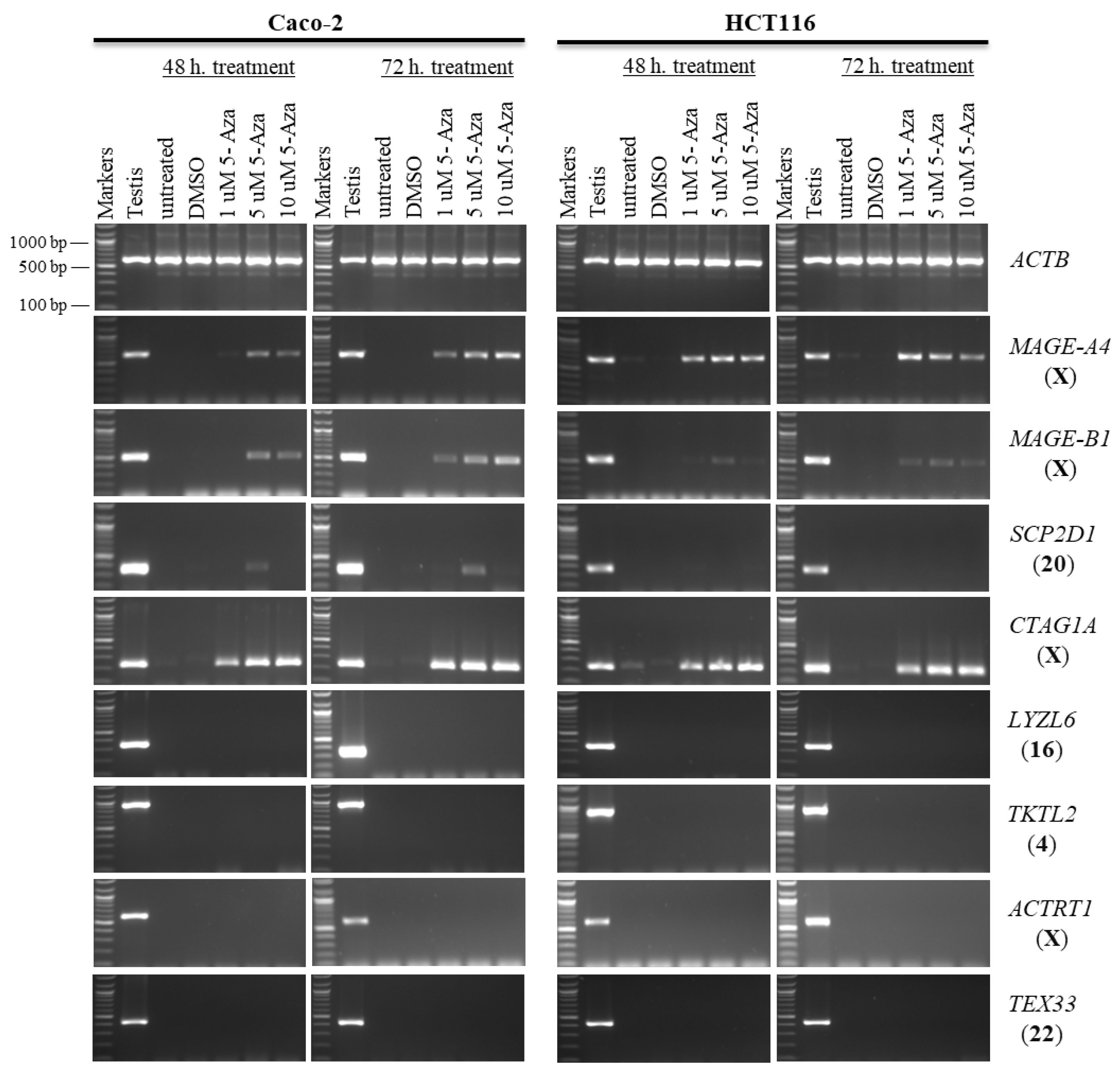 Pharmaceuticals | Free Full-Text | The Expression Patterns of Human  Cancer-Testis Genes Are Induced through Epigenetic Drugs in Colon Cancer  Cells