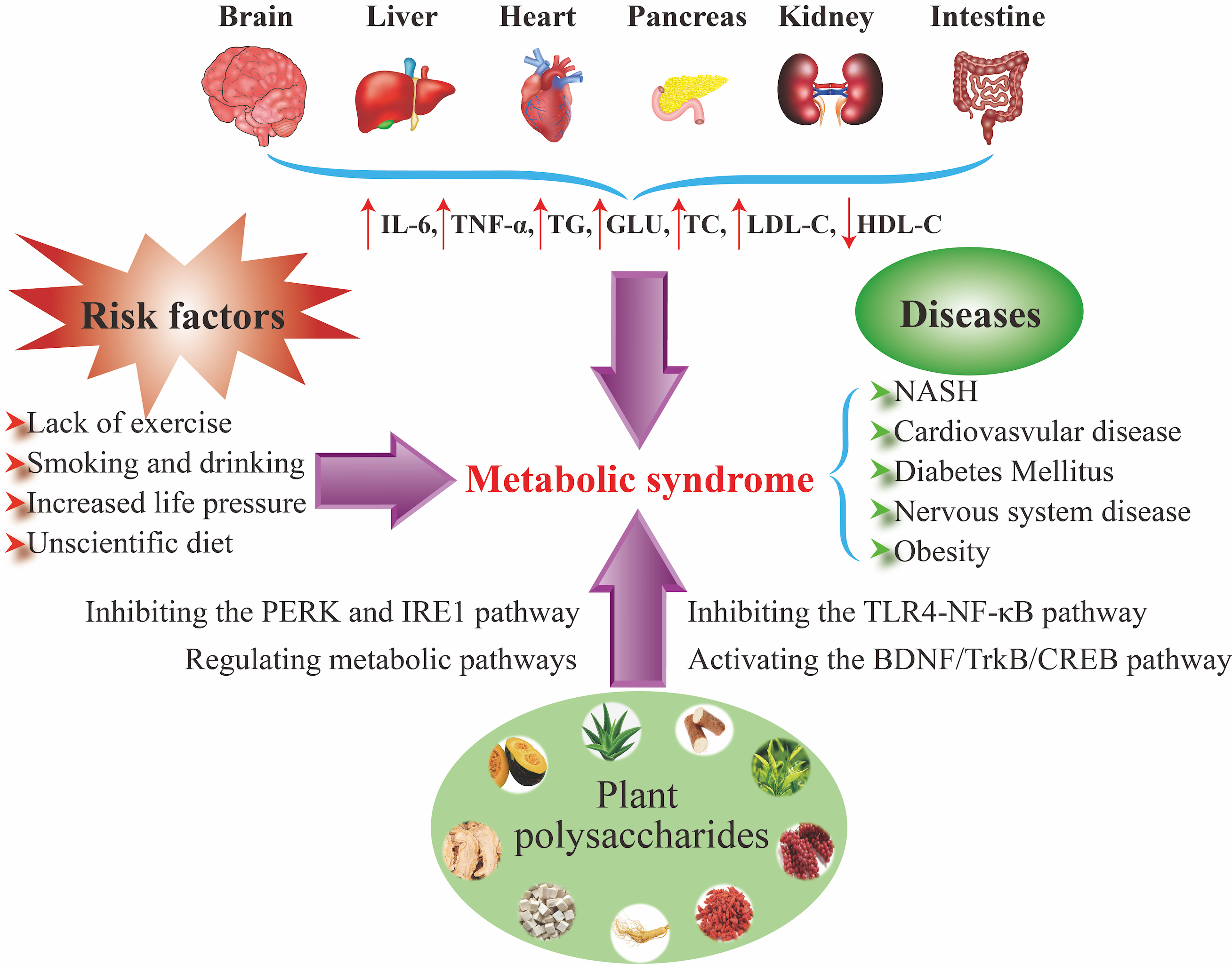 Metabolic And Nutritional Medicine From Mmi Pharmaceuticals | Free Full-Text | The Therapeutic Potential of Plant