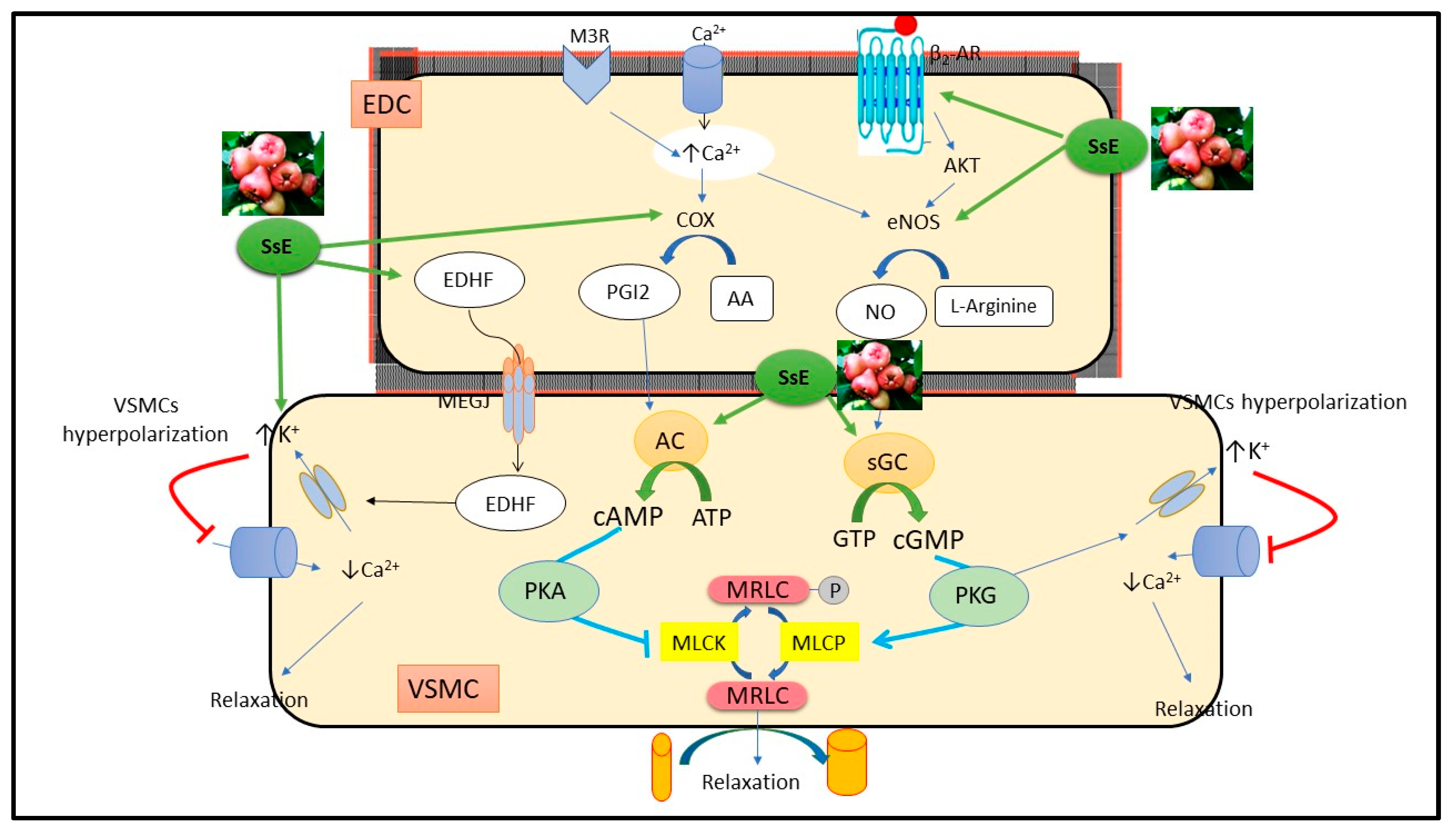 Pharmaceuticals 15 01349 g008