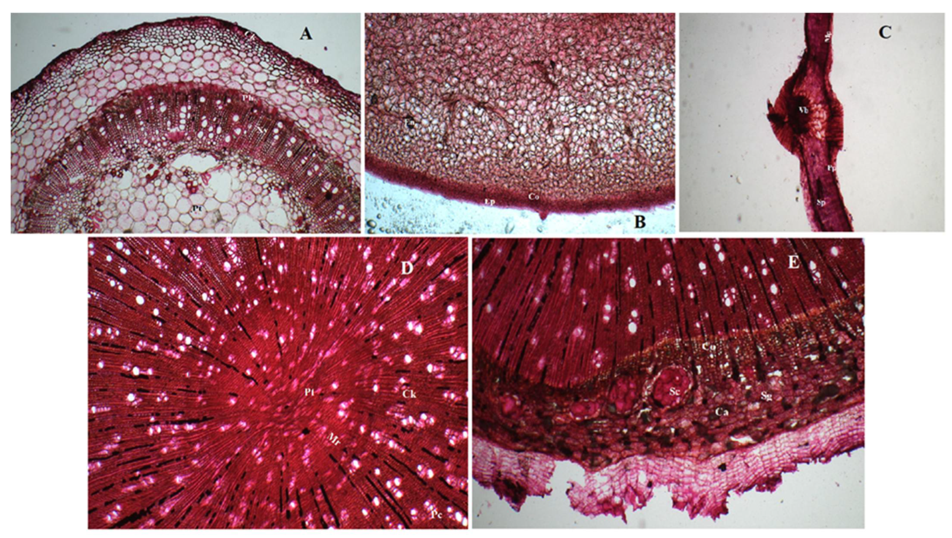 Pharmaceuticals 15 01367 g001 Pharmaceuticals 15 01367 g001