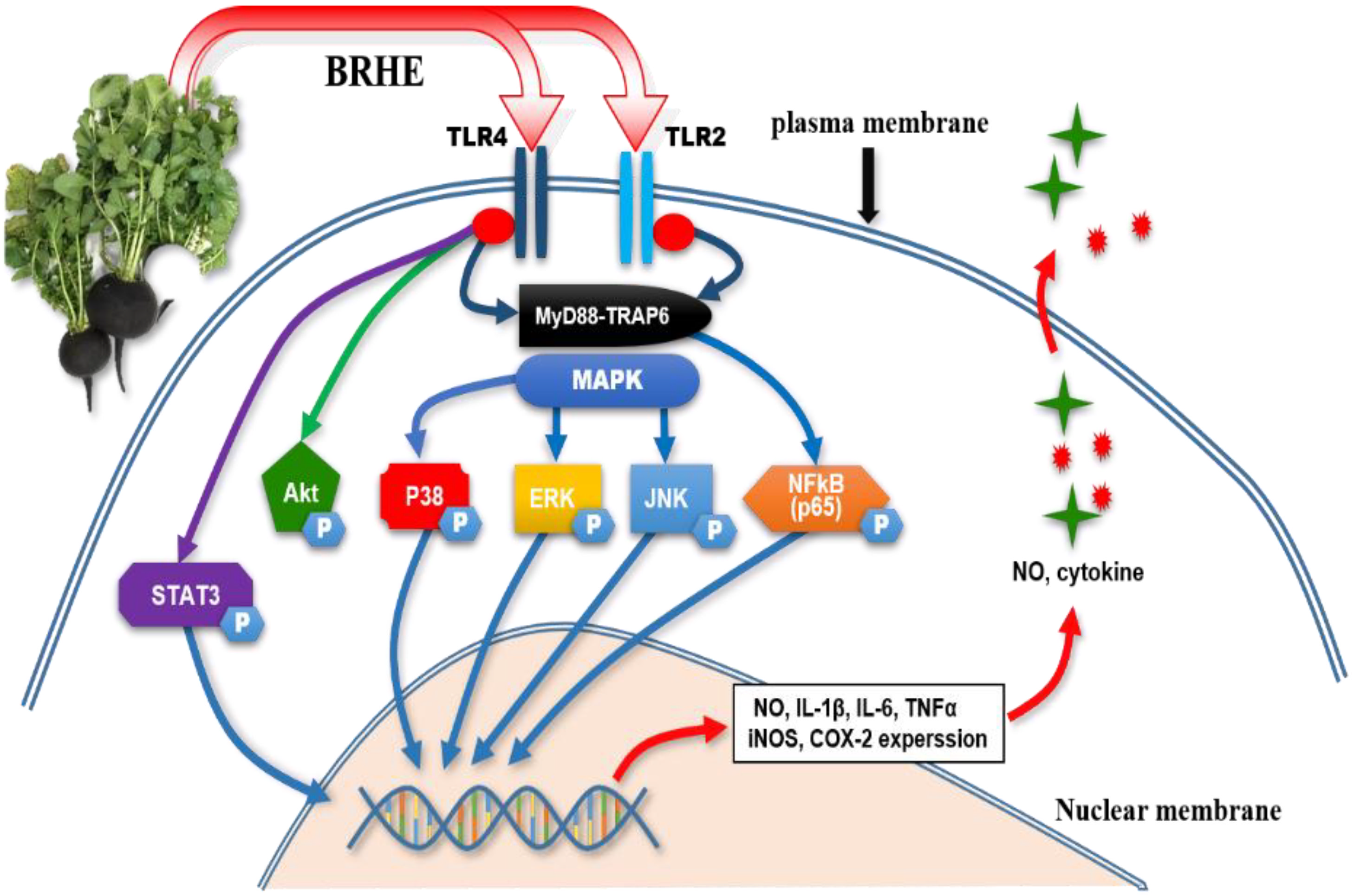 Pharmaceuticals 15 01376 g013 Pharmaceuticals 15 01376 g013