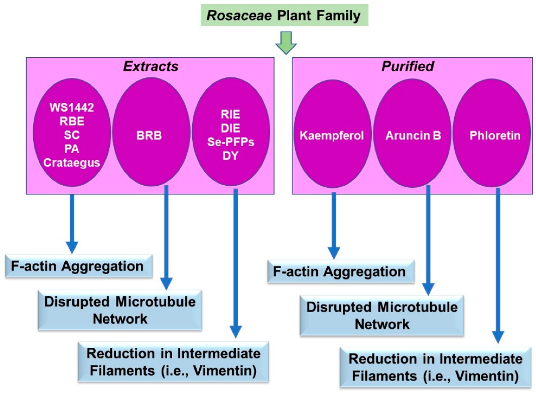 Pharmaceuticals 15 01380 g005