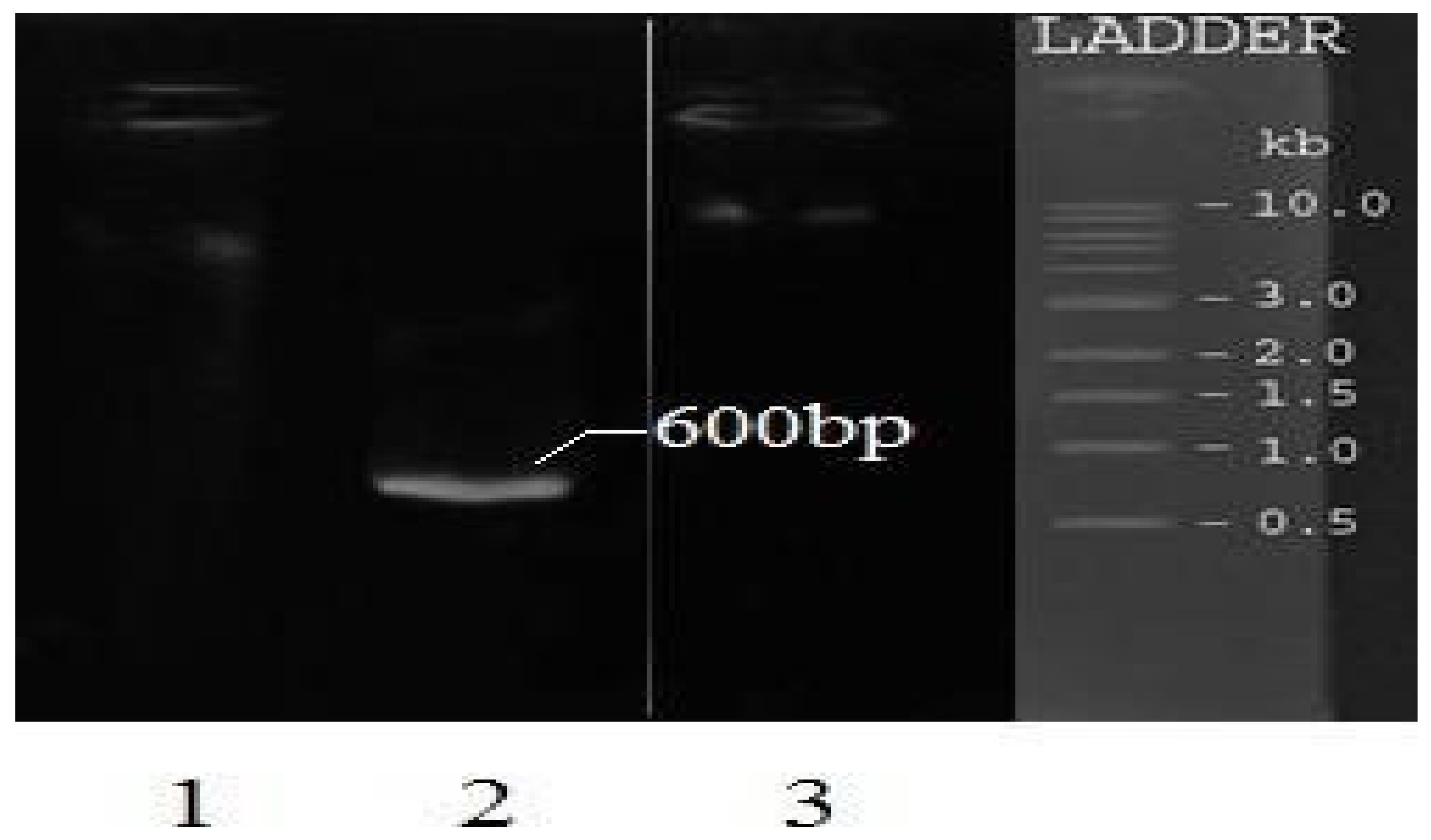 Pharmaceuticals 15 01384 g002