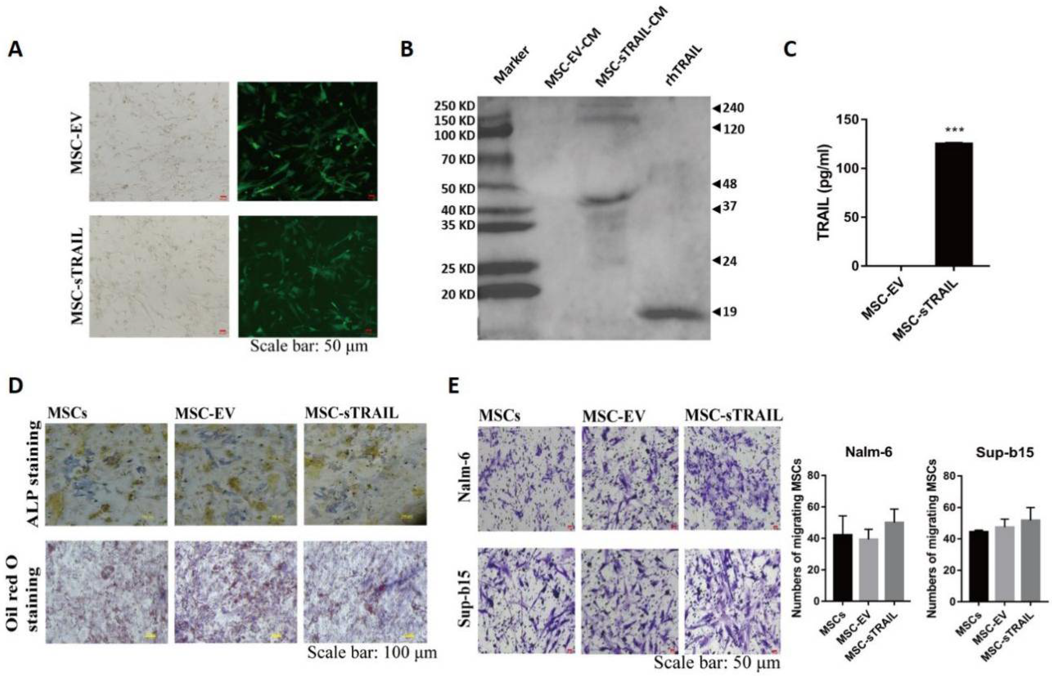 Pharmaceuticals 15 01391 g001