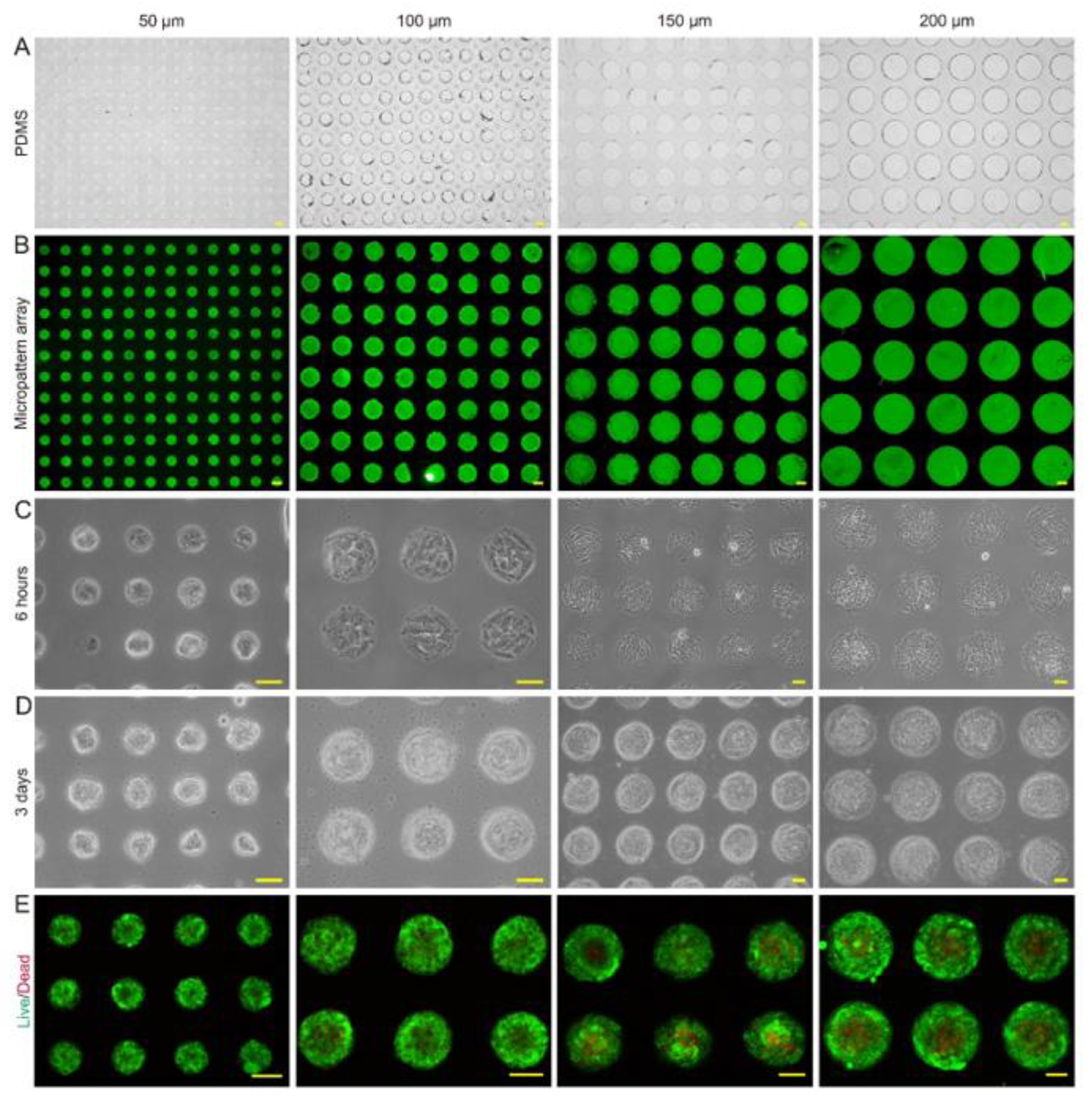 Pharmaceuticals 15 01393 g003 Pharmaceuticals 15 01393 g003
