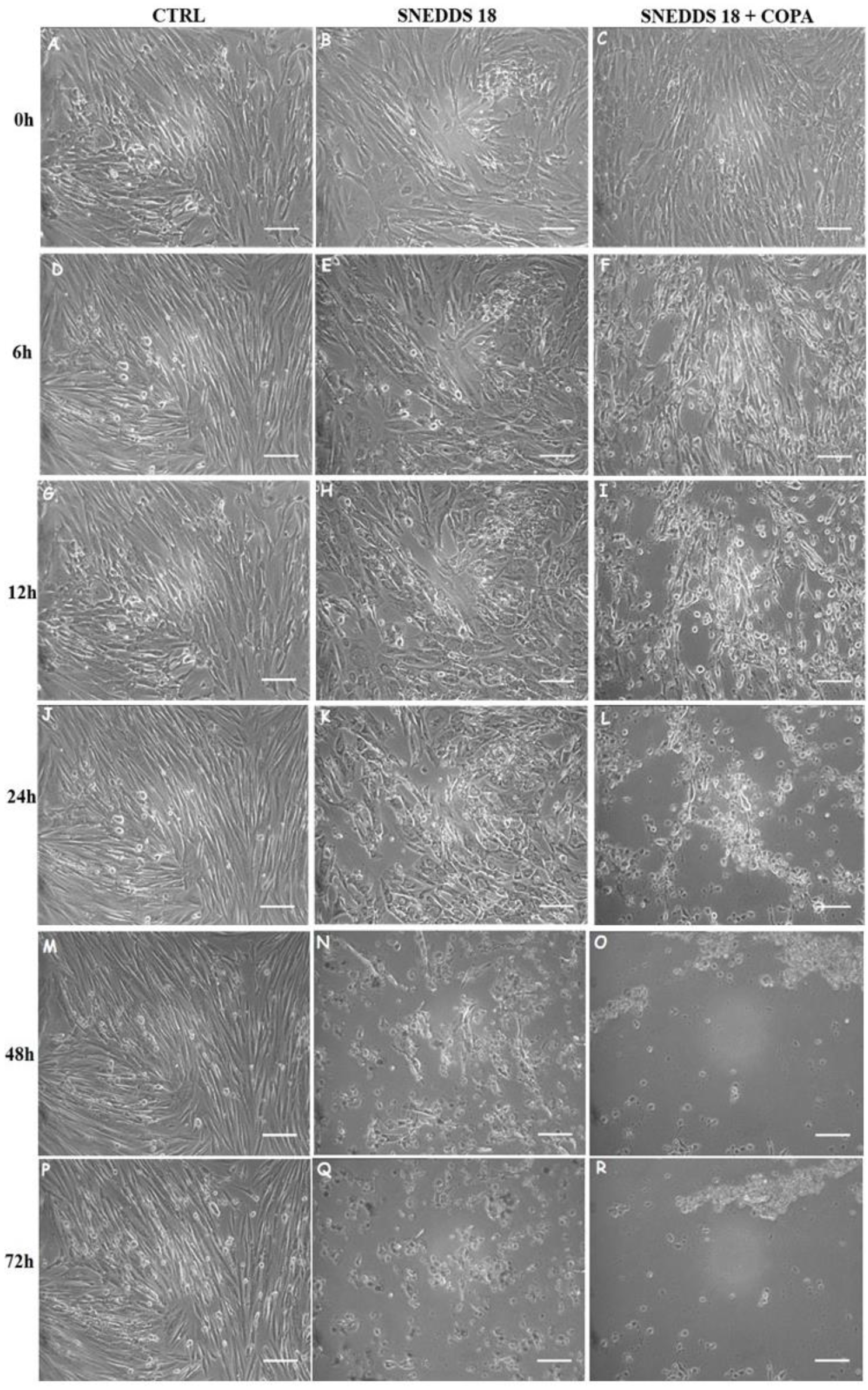 Pharmaceuticals 15 01414 g004