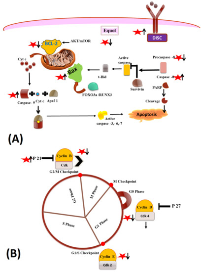 Gut Microbiota-Assisted Synthesis, Cellular Interactions and