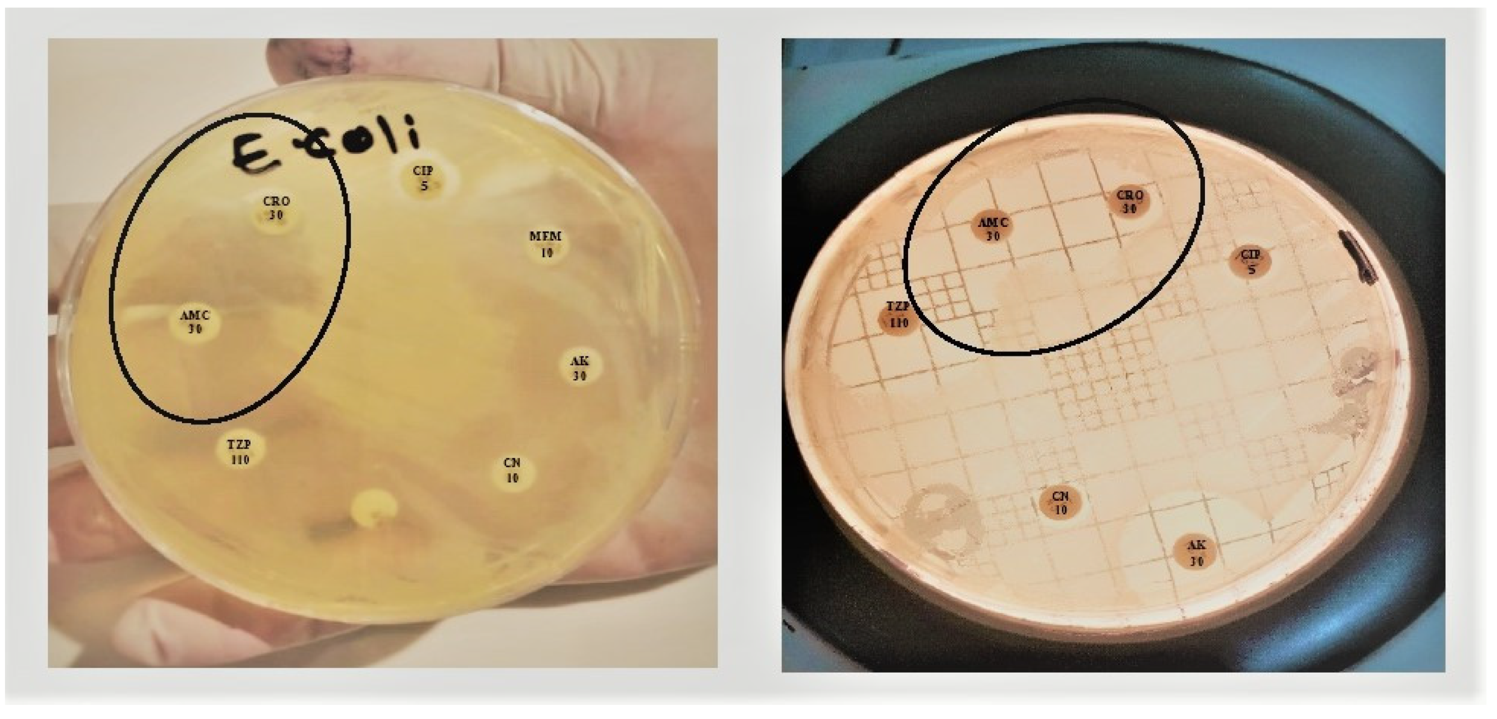 Pharmaceuticals 15 01426 g002 Pharmaceuticals 15 01426 g002