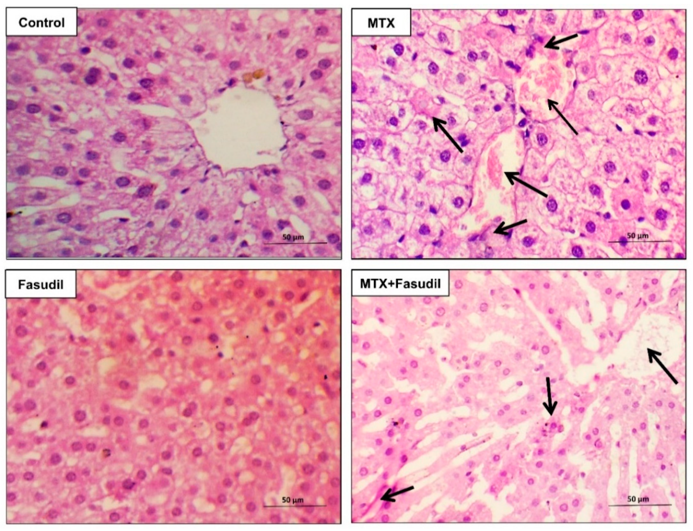 Pharmaceuticals 15 01436 g003 Pharmaceuticals 15 01436 g003
