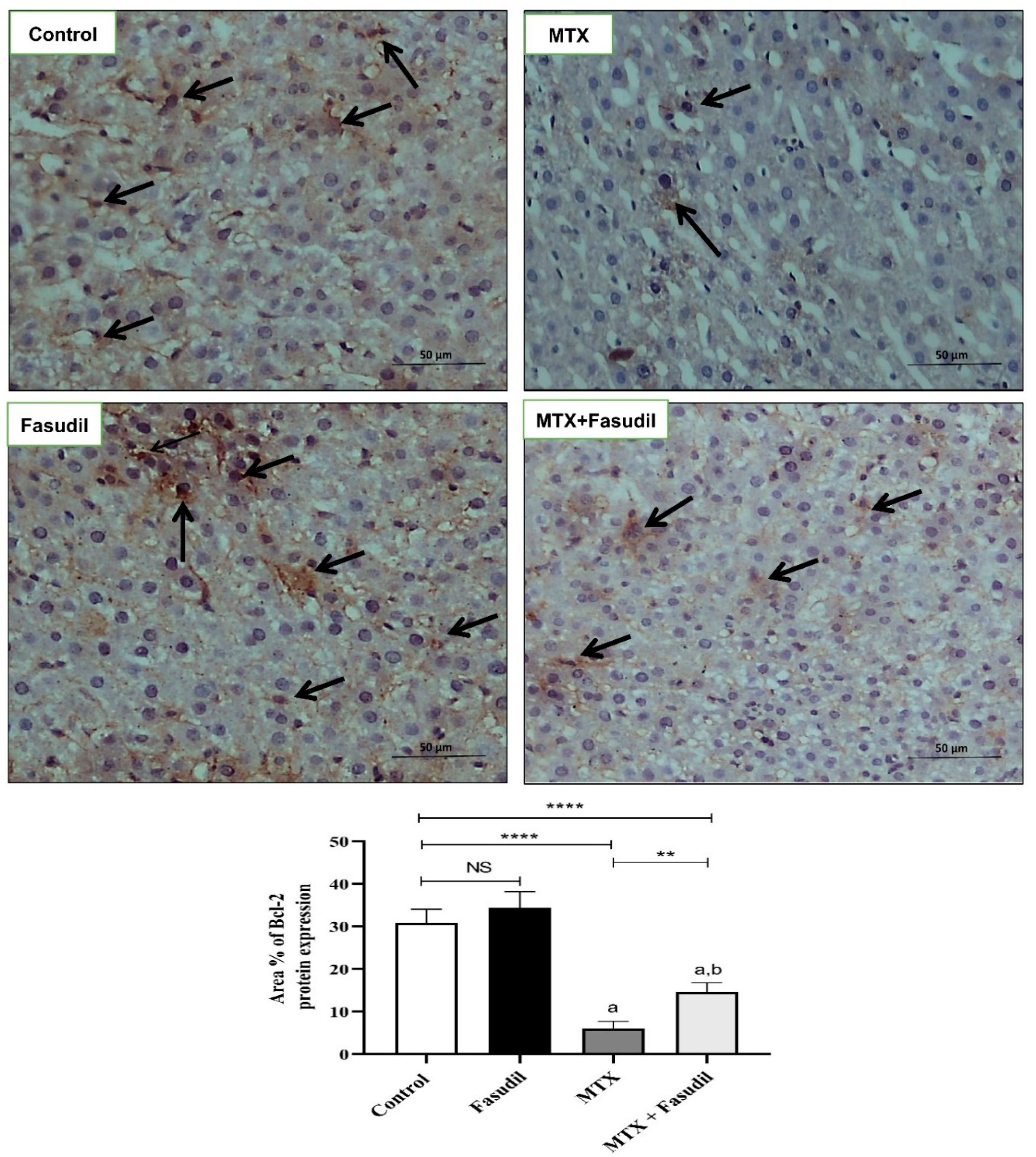 Pharmaceuticals 15 01436 g007 Pharmaceuticals 15 01436 g007