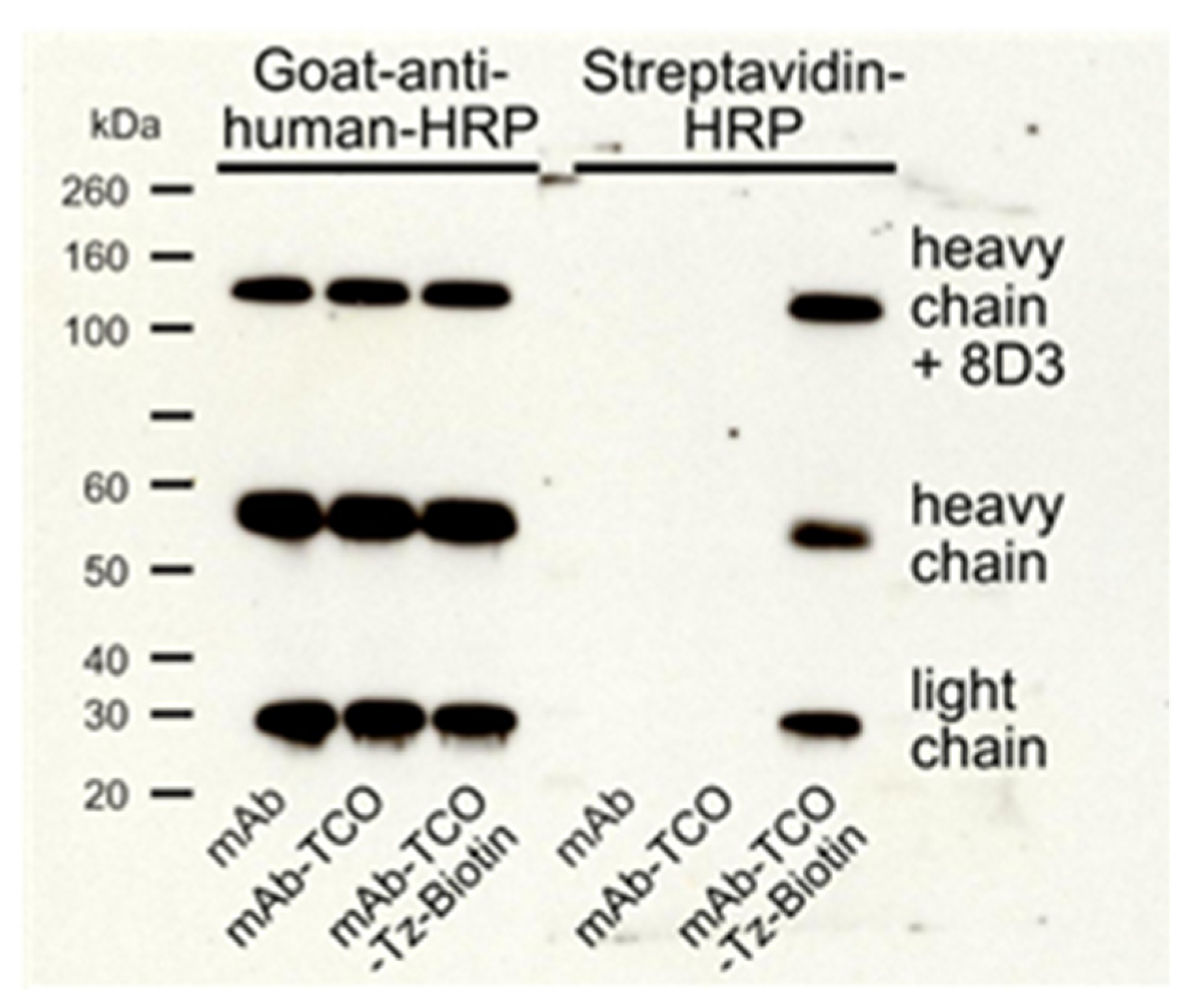 Pharmaceuticals 15 01445 g002