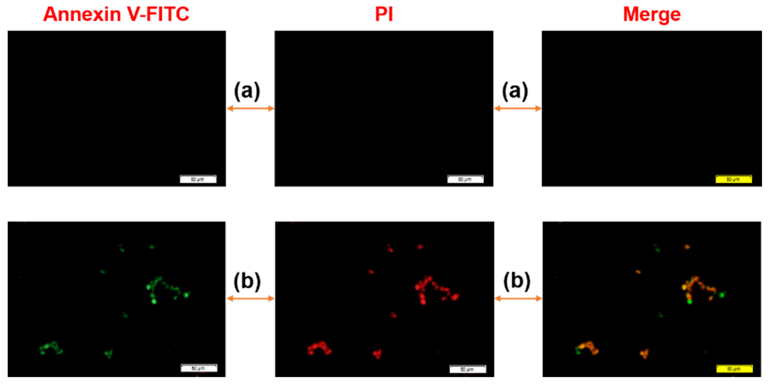 Pharmaceuticals 15 01449 g007 Pharmaceuticals 15 01449 g007