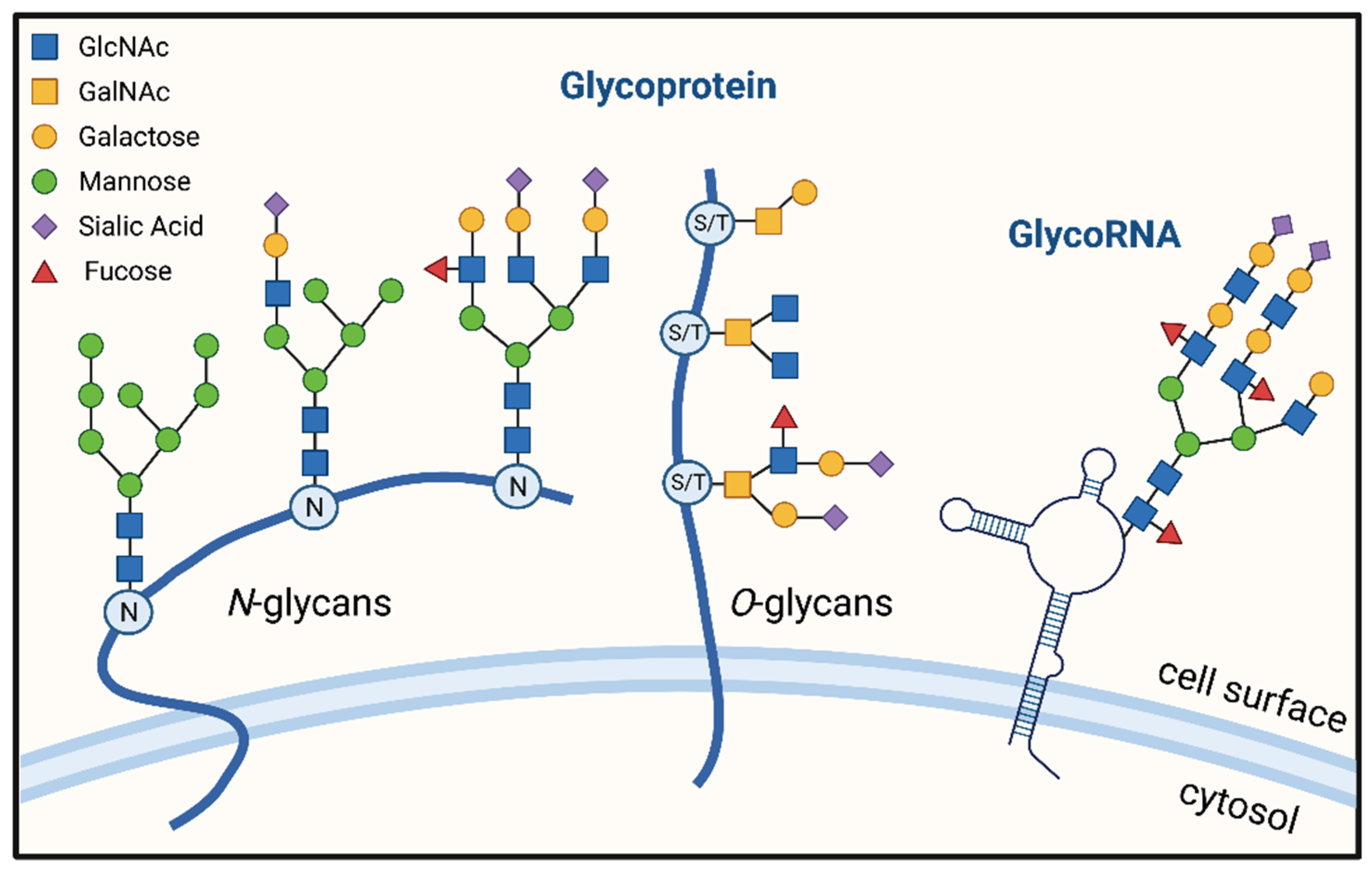 Pharmaceuticals Free FullText The Glycosylation of Immune