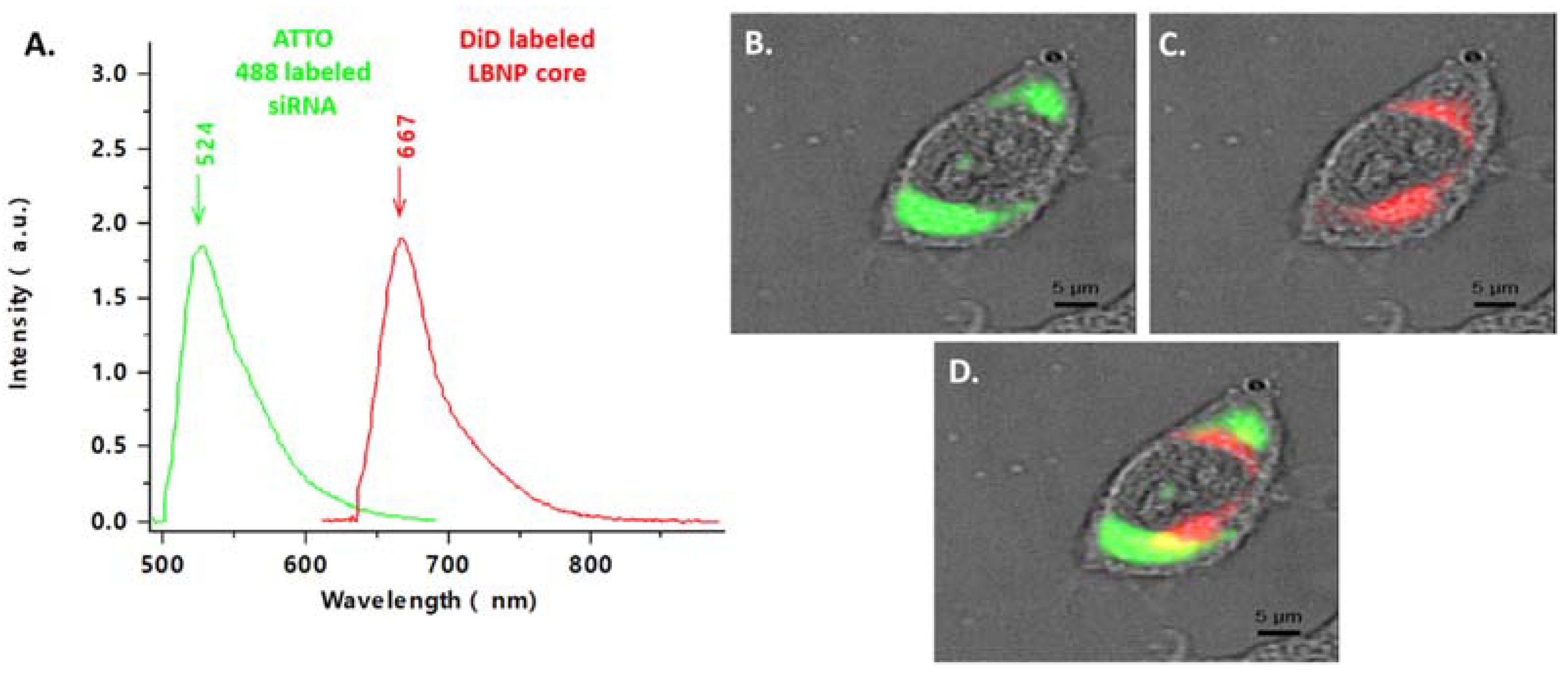 Pharmaceuticals 15 01452 g007 Pharmaceuticals 15 01452 g007