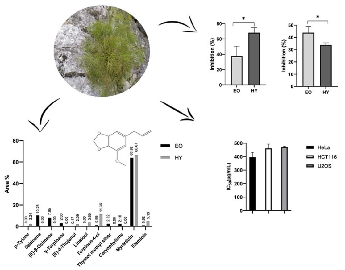Pharmaceuticals Free FullText A Plant Worthy of Further Study—Volatile and NonVolatile