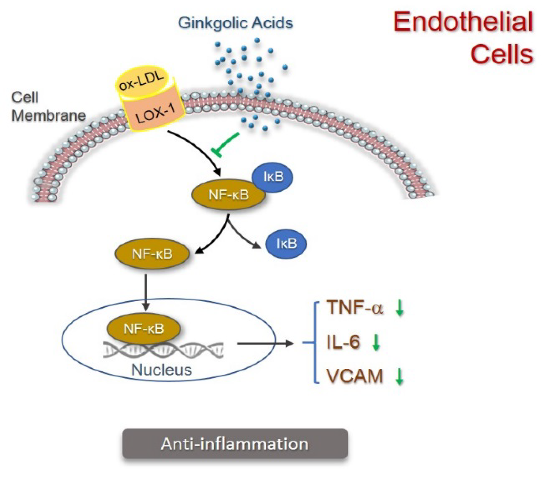 Pharmaceuticals 15 01469 g005
