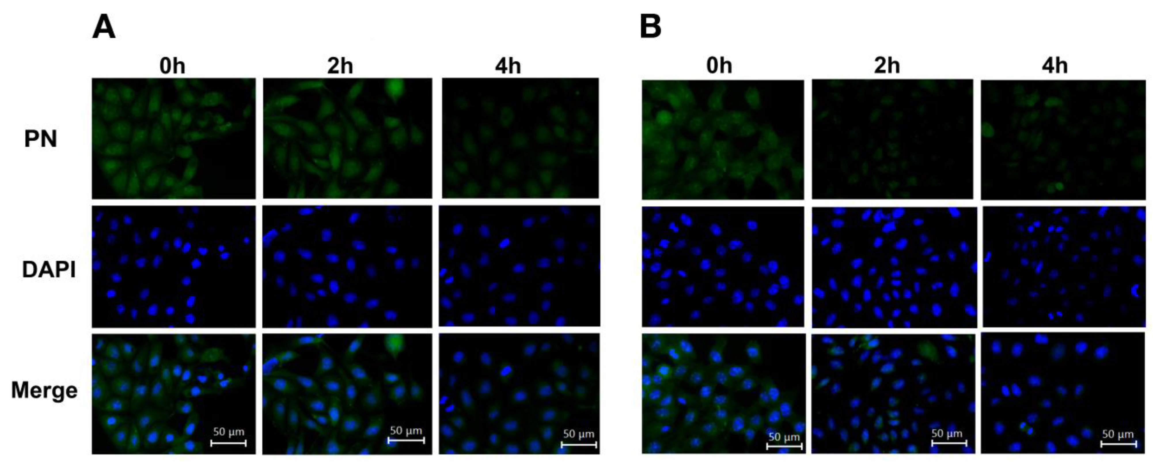 Pharmaceuticals 15 01480 g005