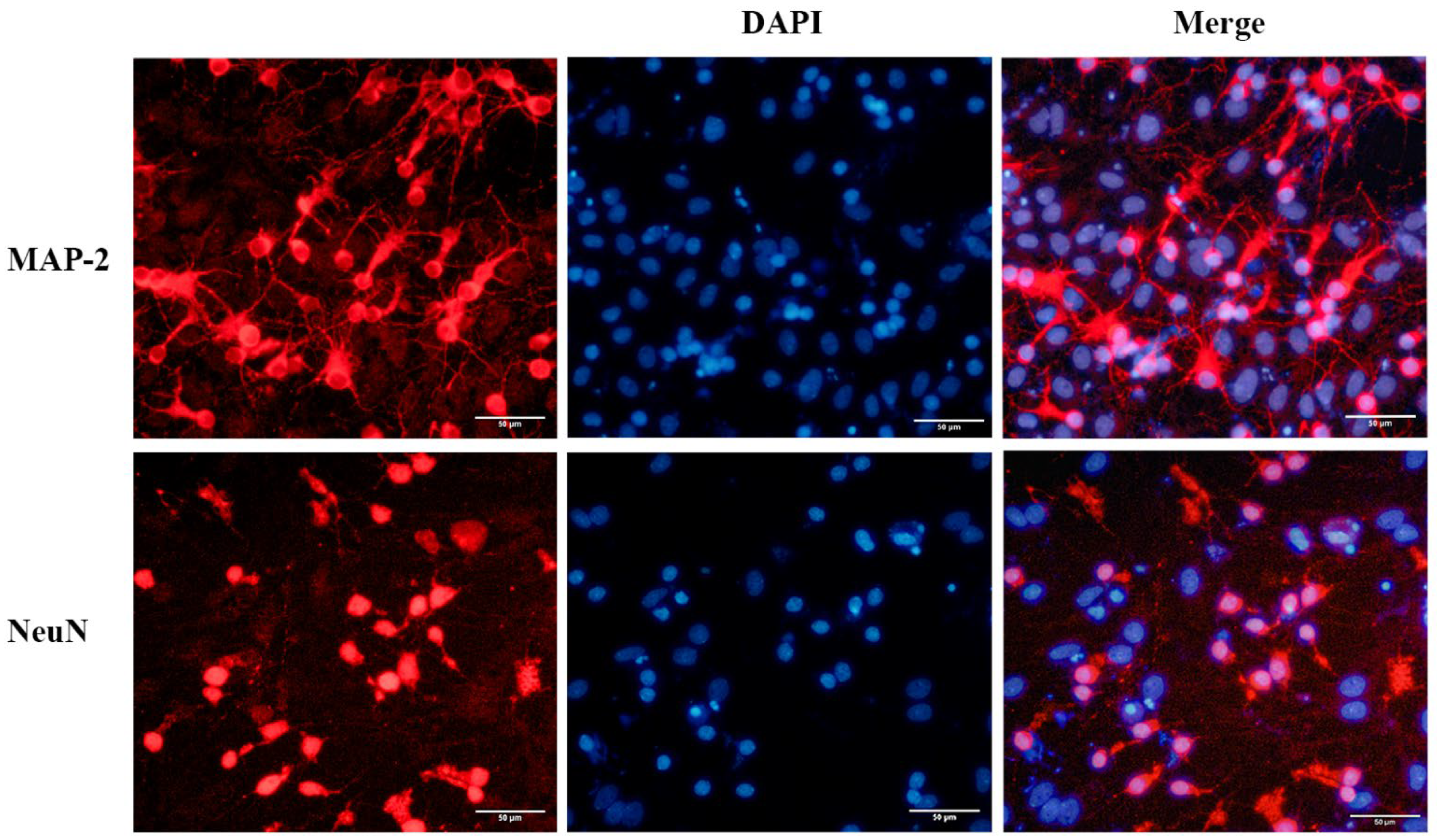 Pharmaceuticals 15 01481 g001 Pharmaceuticals 15 01481 g001