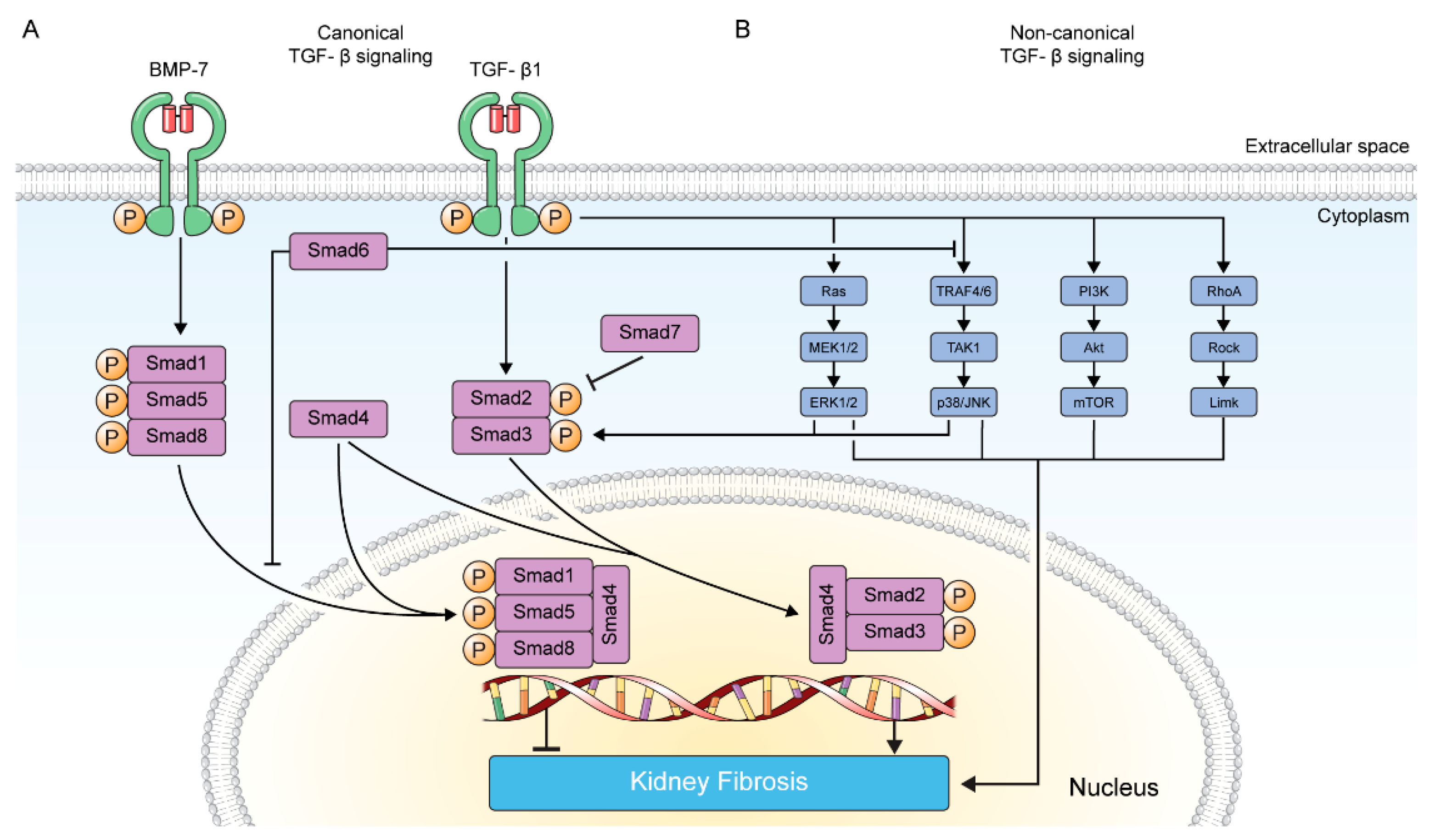 Pharmaceuticals 15 01485 g001 Pharmaceuticals 15 01485 g001