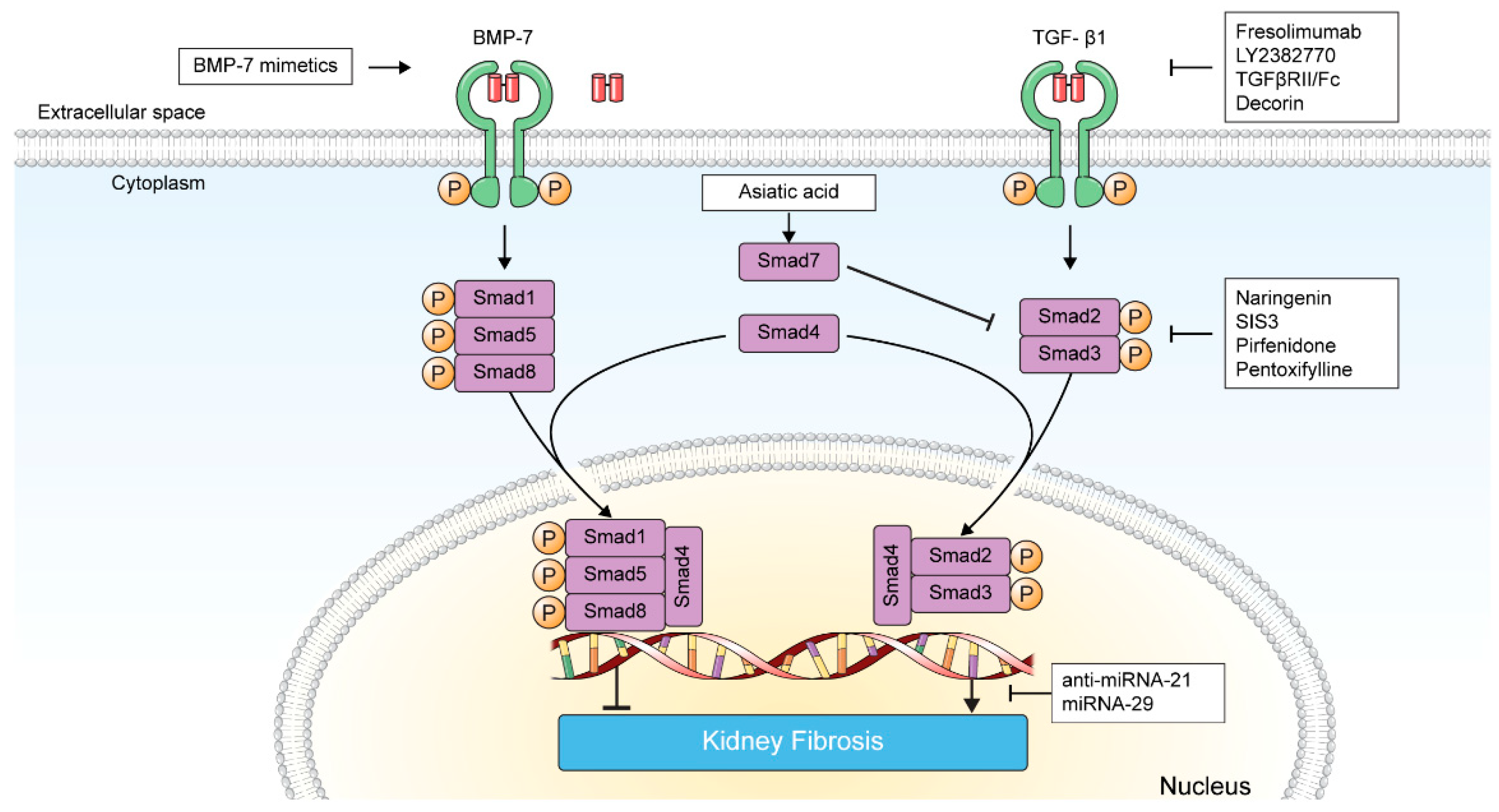 Pharmaceuticals 15 01485 g002 Pharmaceuticals 15 01485 g002