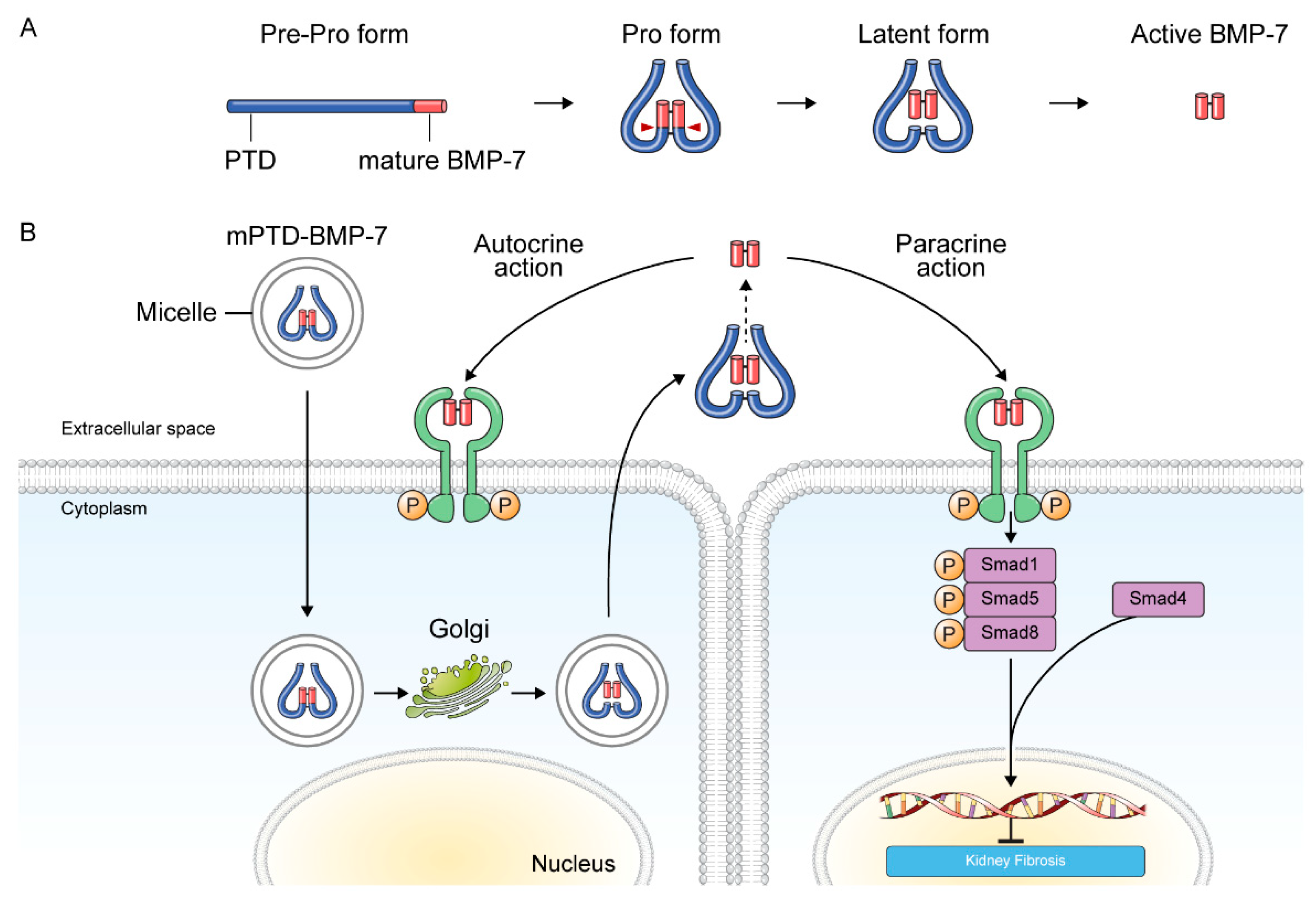 Pharmaceuticals 15 01485 g003 Pharmaceuticals 15 01485 g003