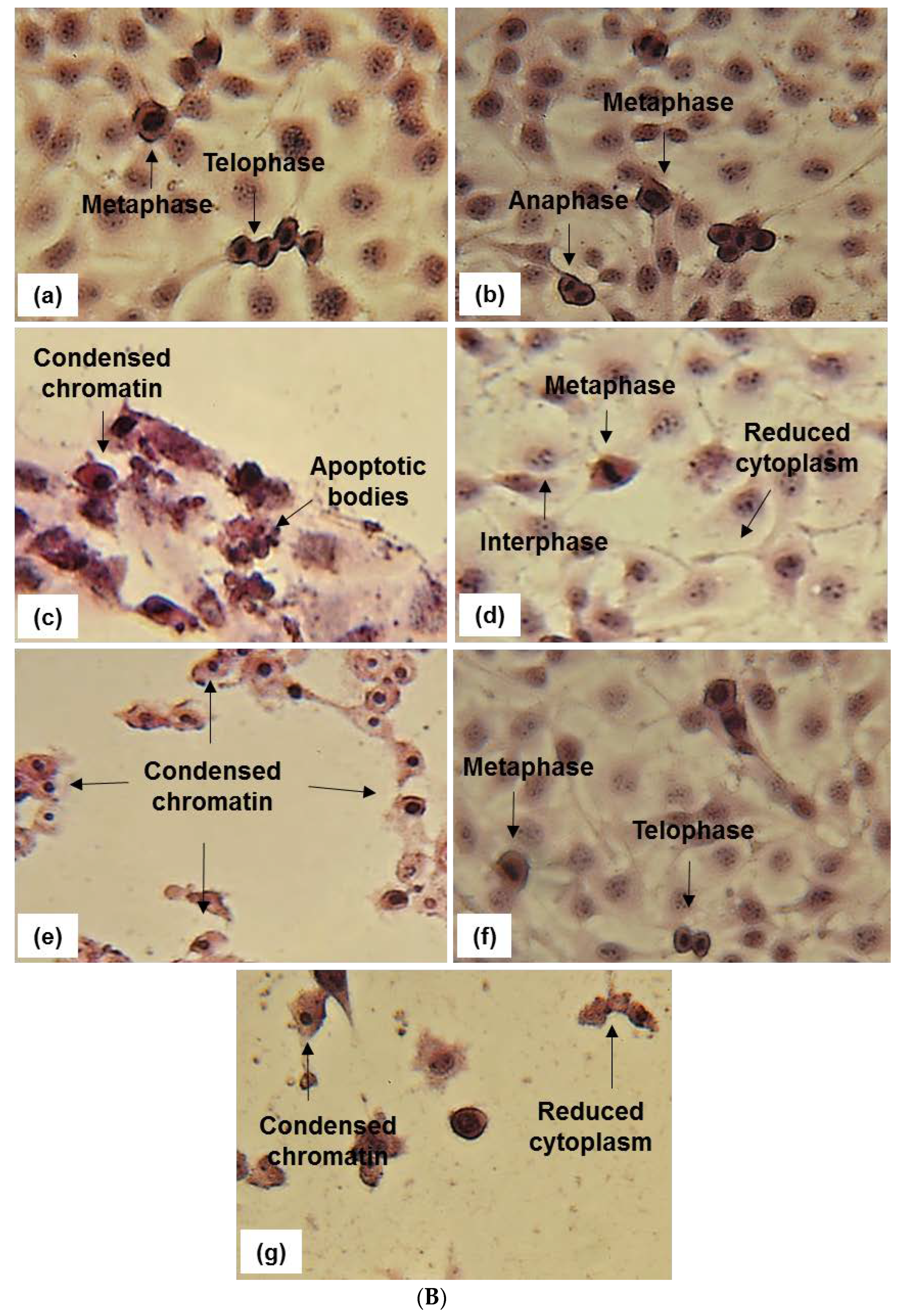 Pharmaceuticals 15 01497 g004b Pharmaceuticals 15 01497 g004b