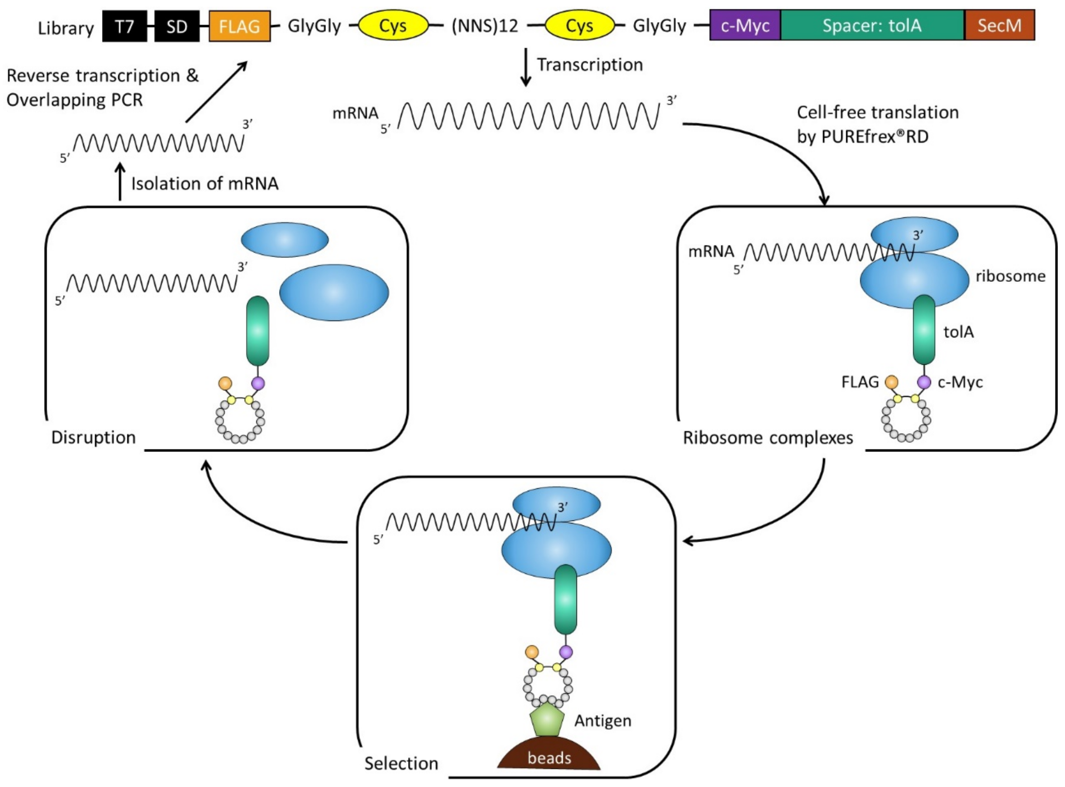 Pharmaceuticals 15 01506 g001 Pharmaceuticals 15 01506 g001