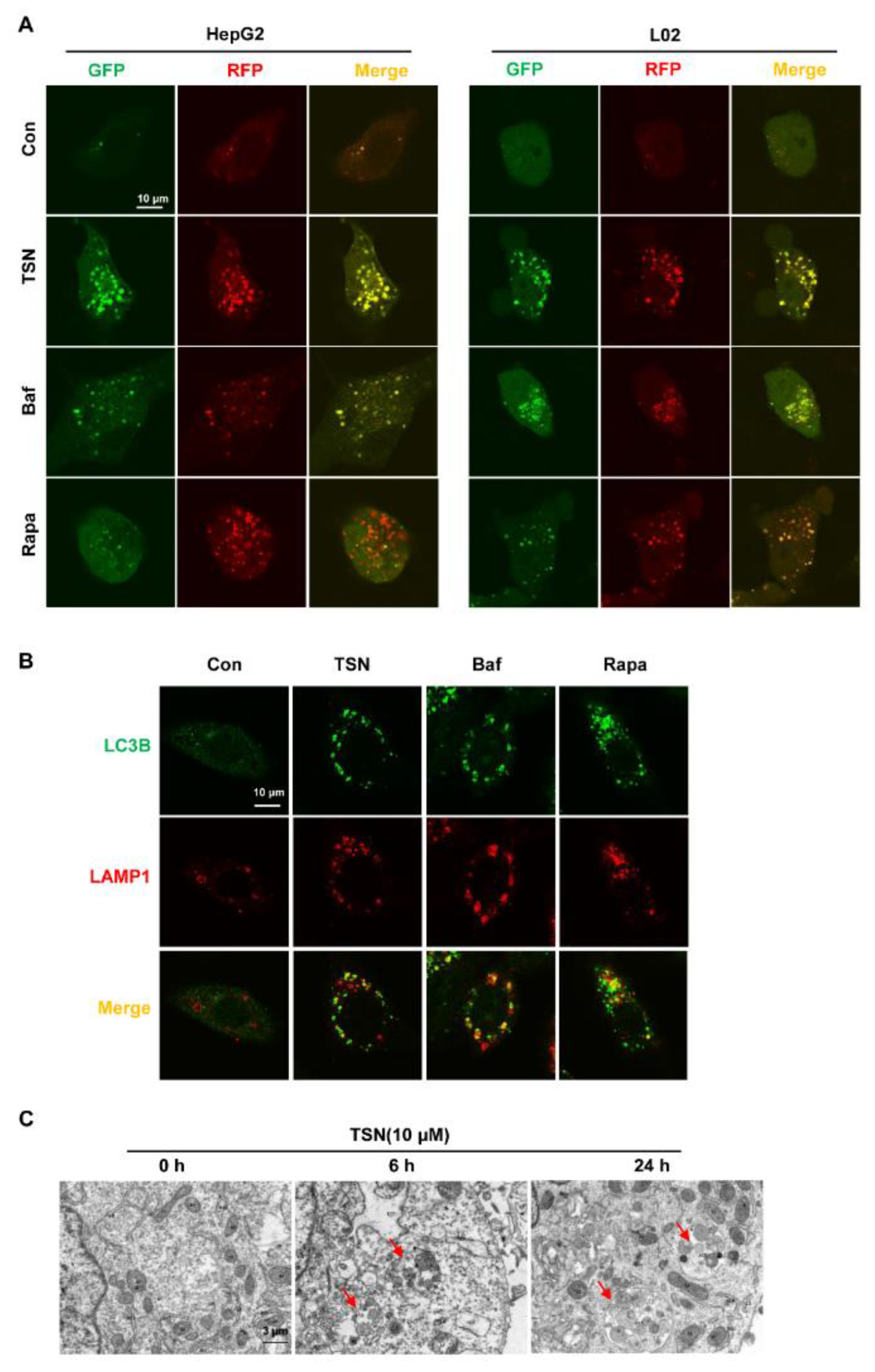 Pharmaceuticals 15 01509 g003 Pharmaceuticals 15 01509 g003