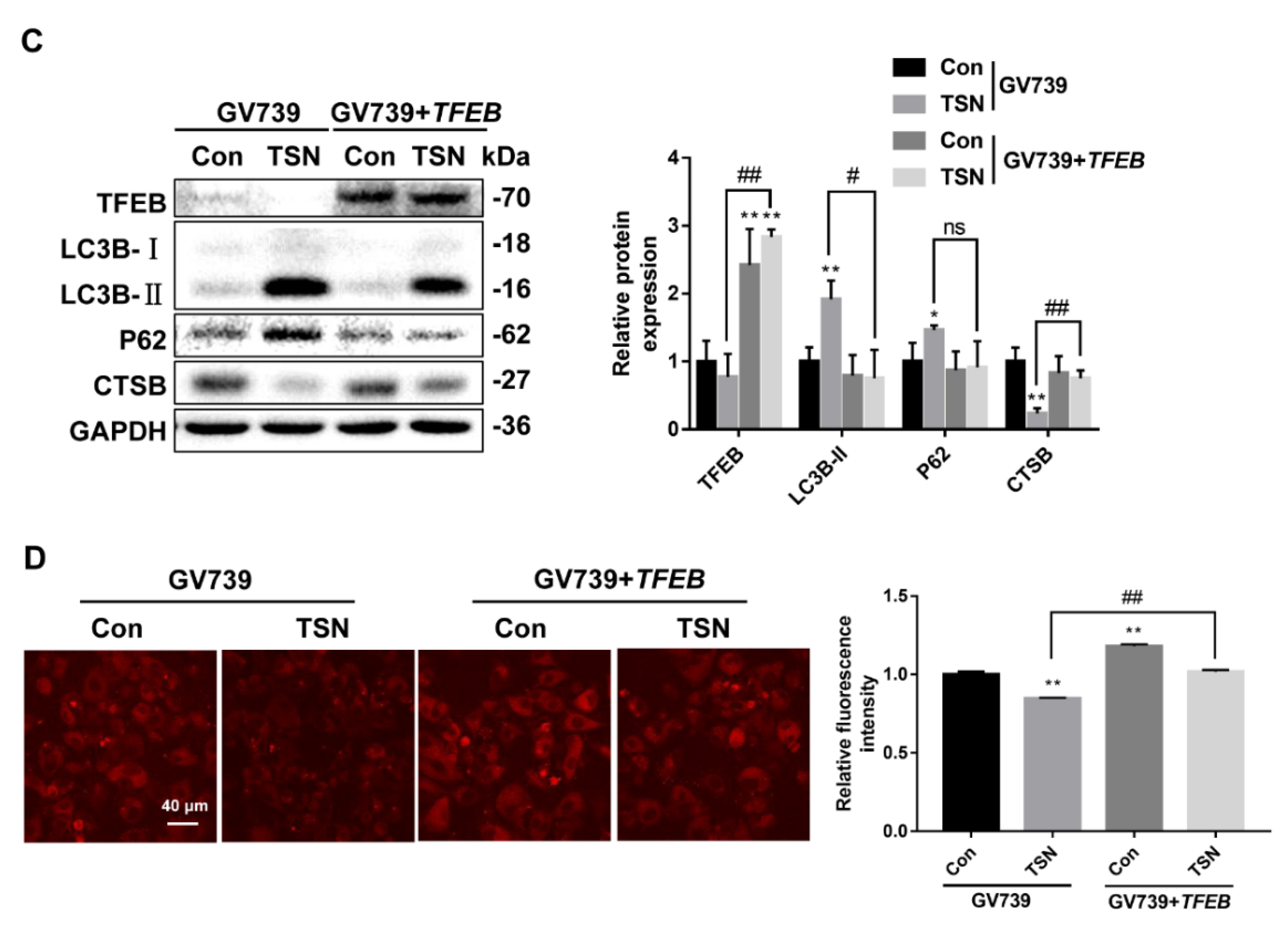 Pharmaceuticals 15 01509 g005b Pharmaceuticals 15 01509 g005b