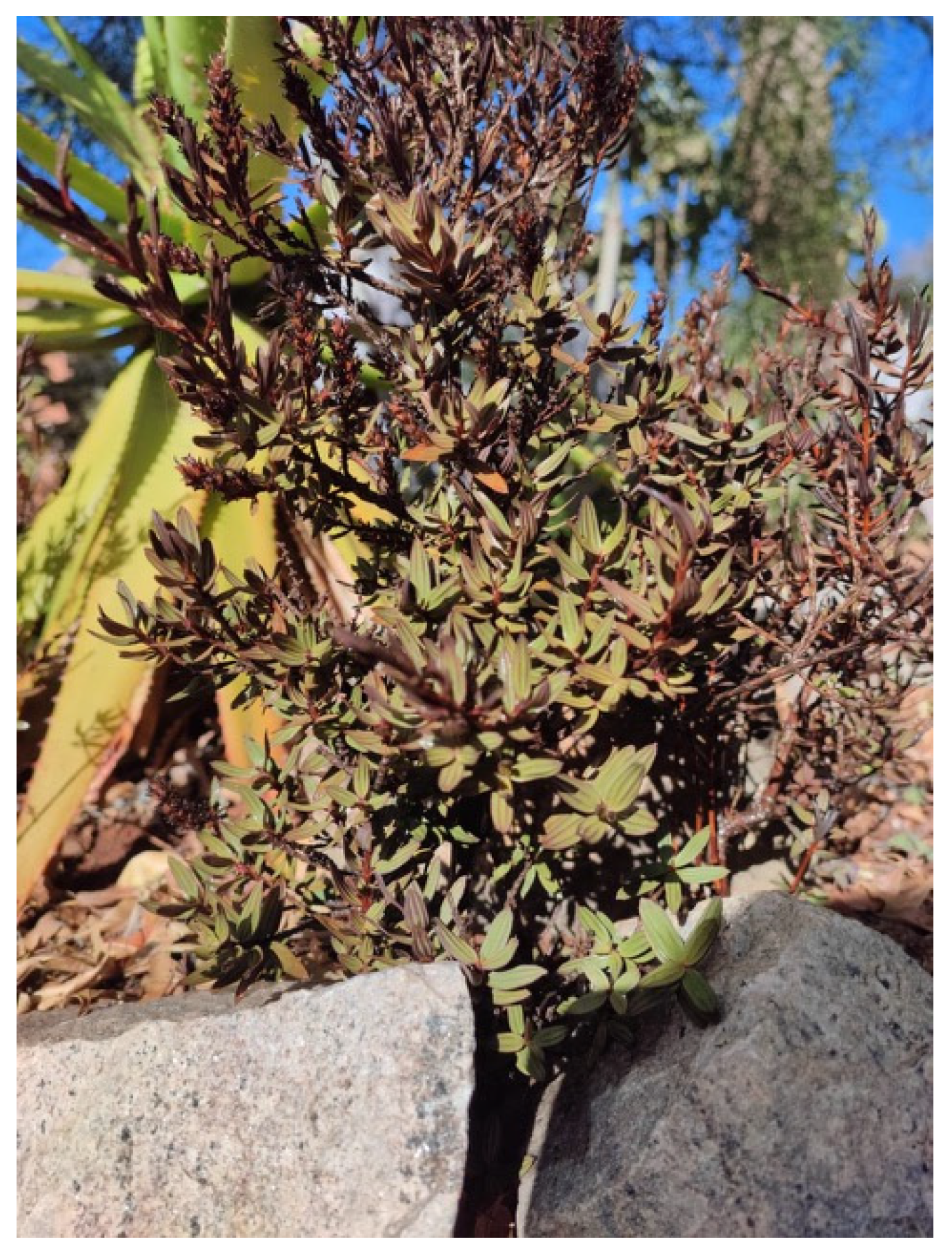 Pharmaceuticals 15 01511 g001