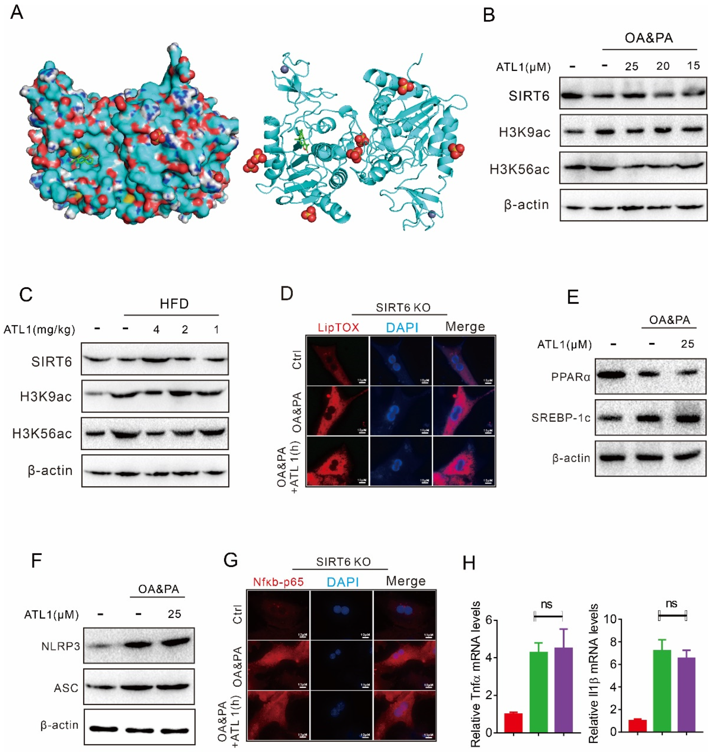 Pharmaceuticals 15 01526 g005