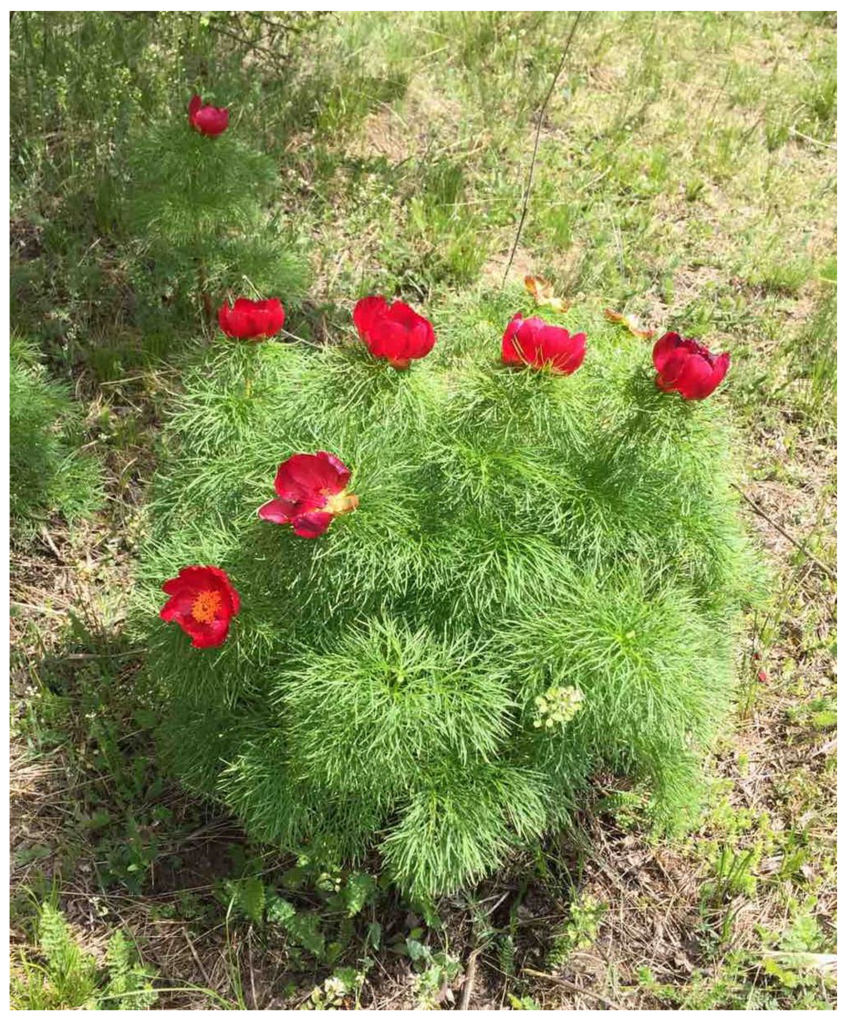 Pharmaceuticals 15 01537 g004 Pharmaceuticals 15 01537 g004