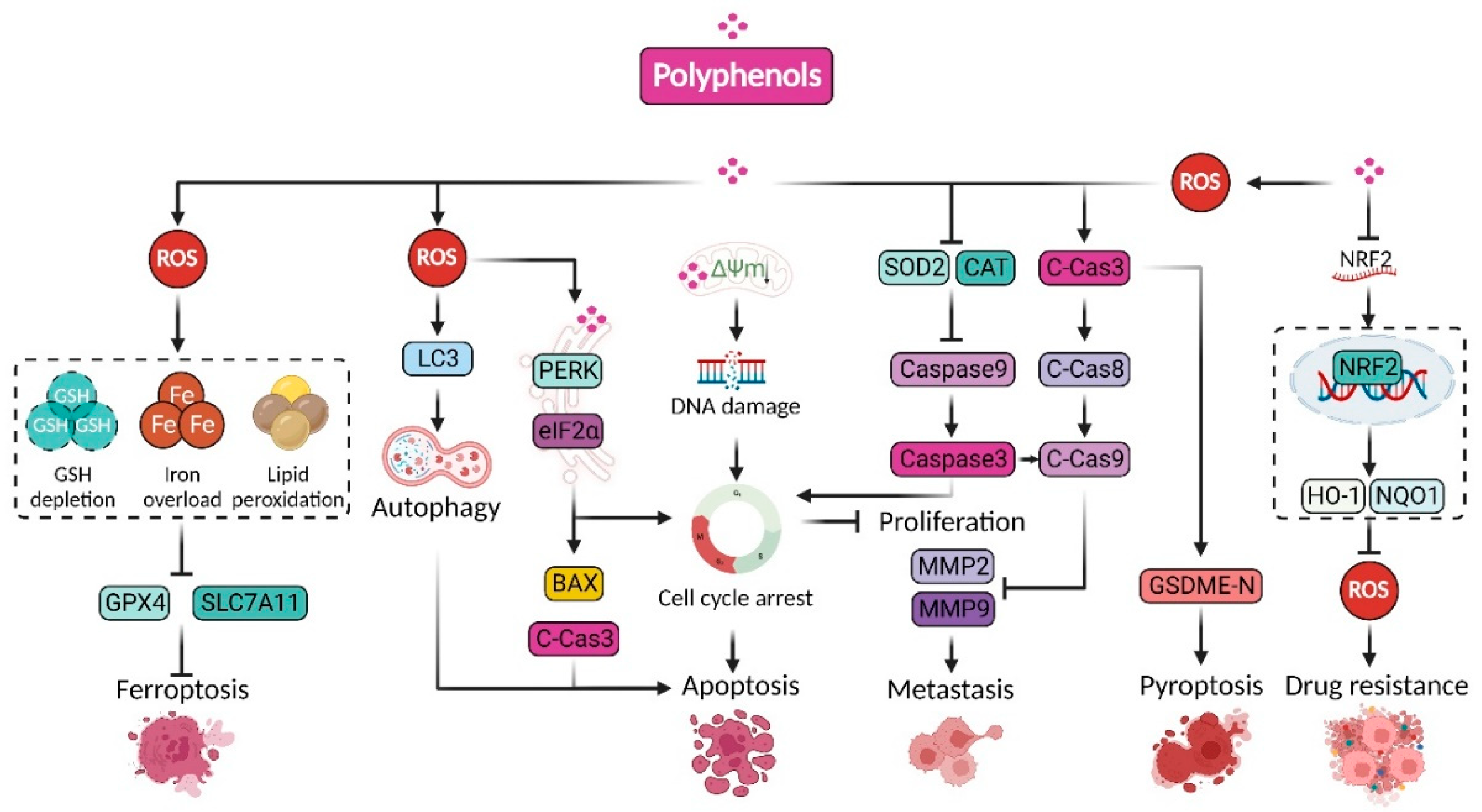 Pharmaceuticals 15 01540 g004 Pharmaceuticals 15 01540 g004