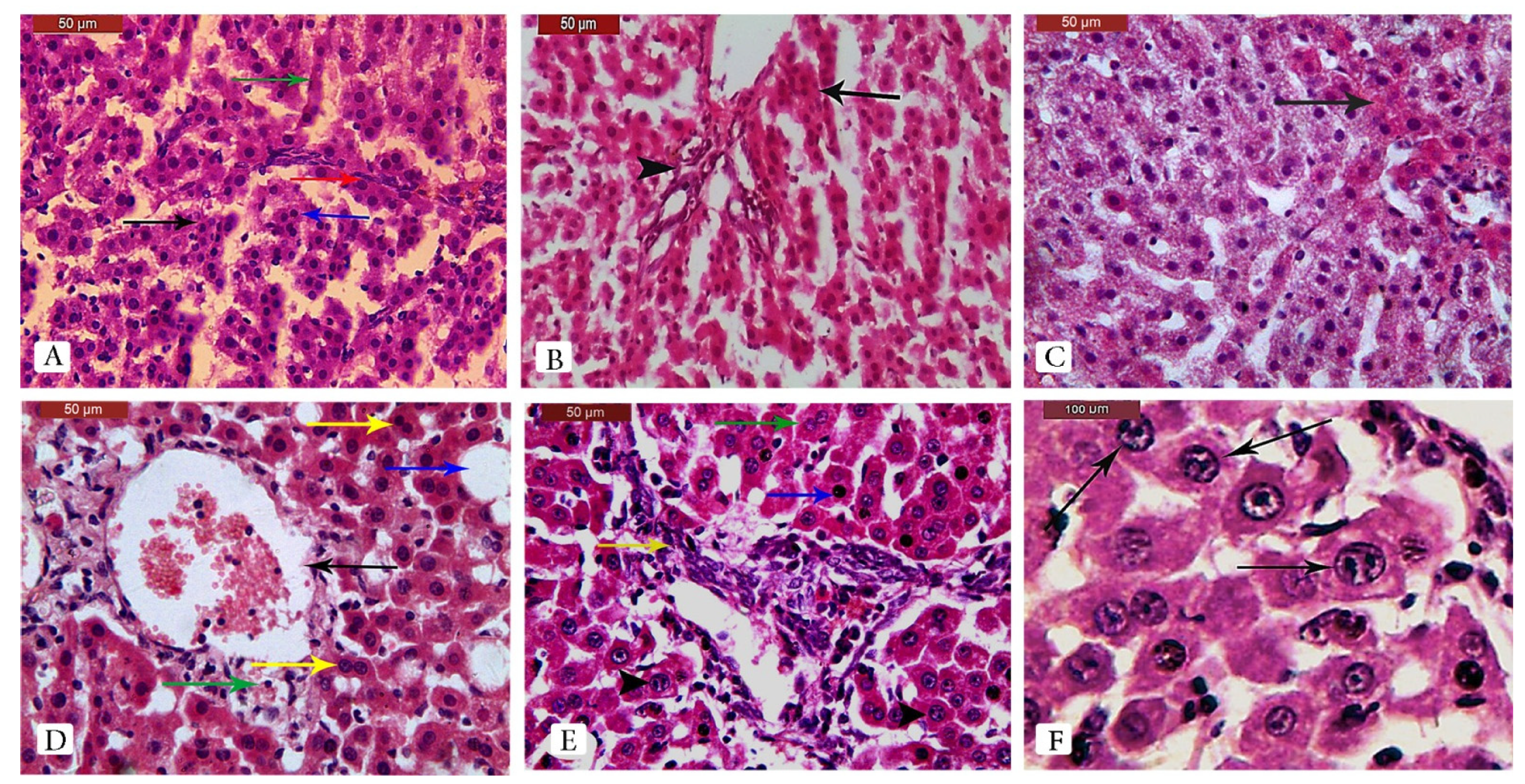 Pharmaceuticals 15 01558 g006 Pharmaceuticals 15 01558 g006